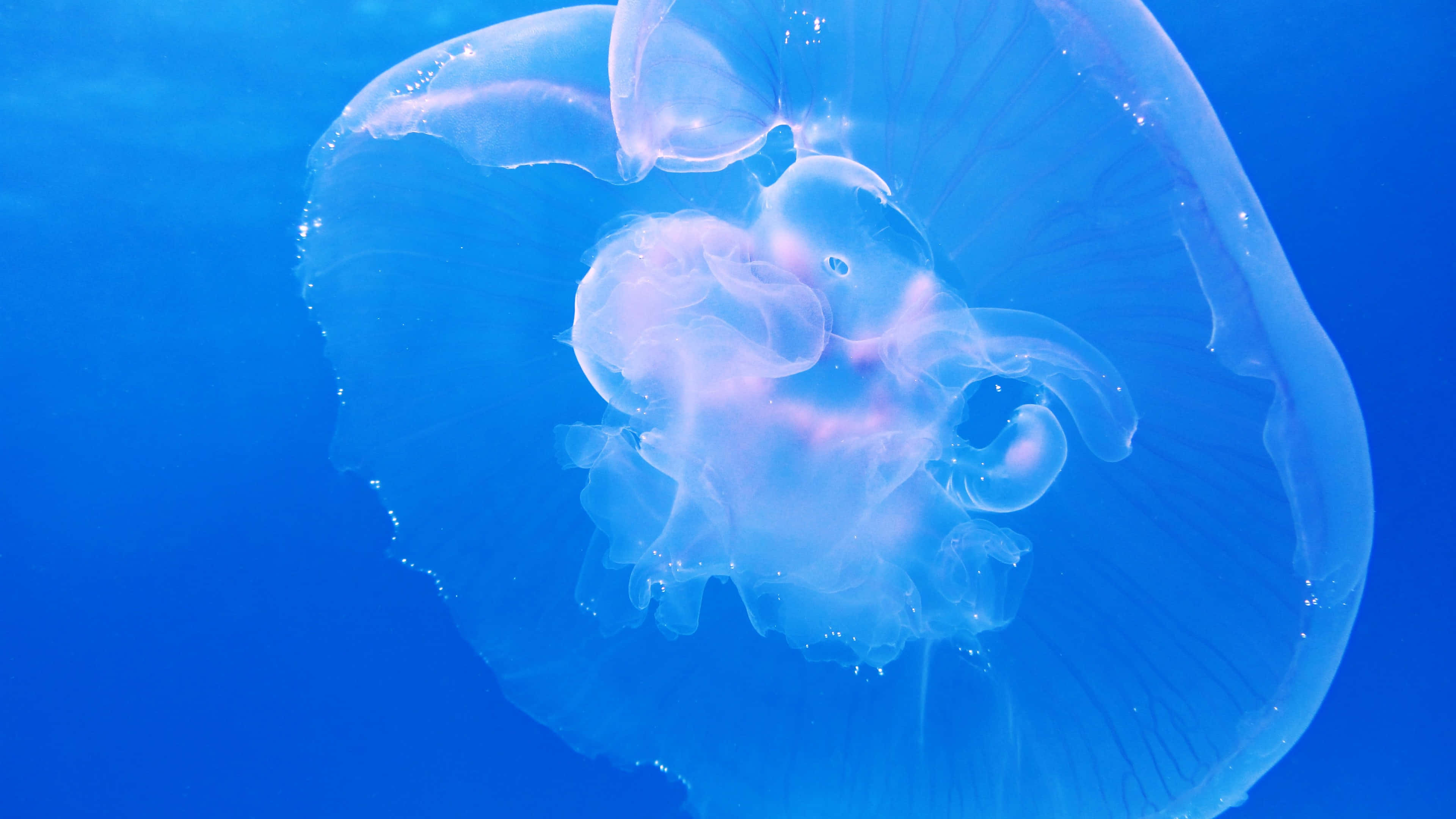 jellyfish, translucent, soft pink hues, 4K Desktop Wallpaper