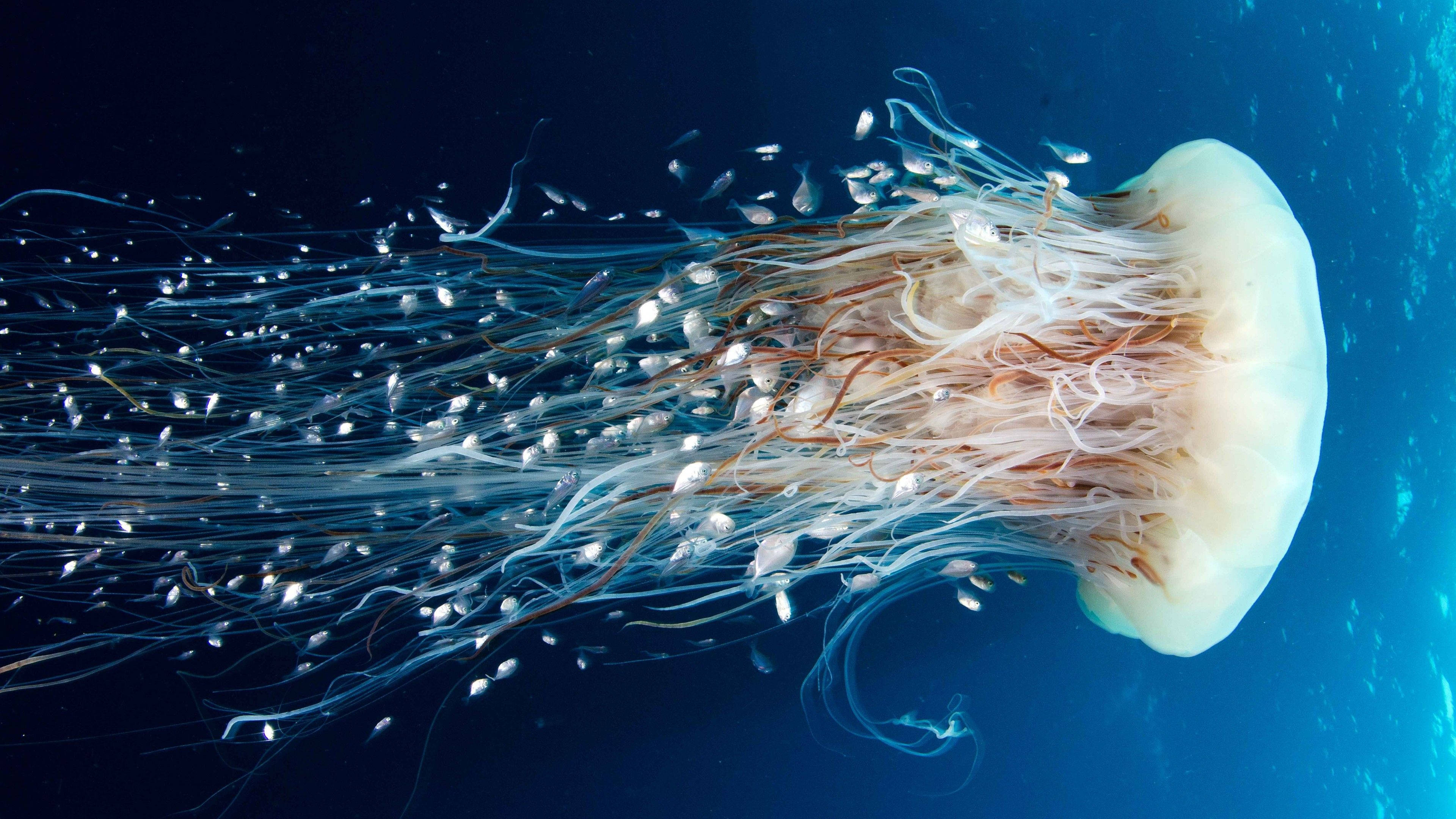 Magnificent White Jellyfish, translucent jellyfish, white and brown tentacles, 4K Desktop Wallpaper