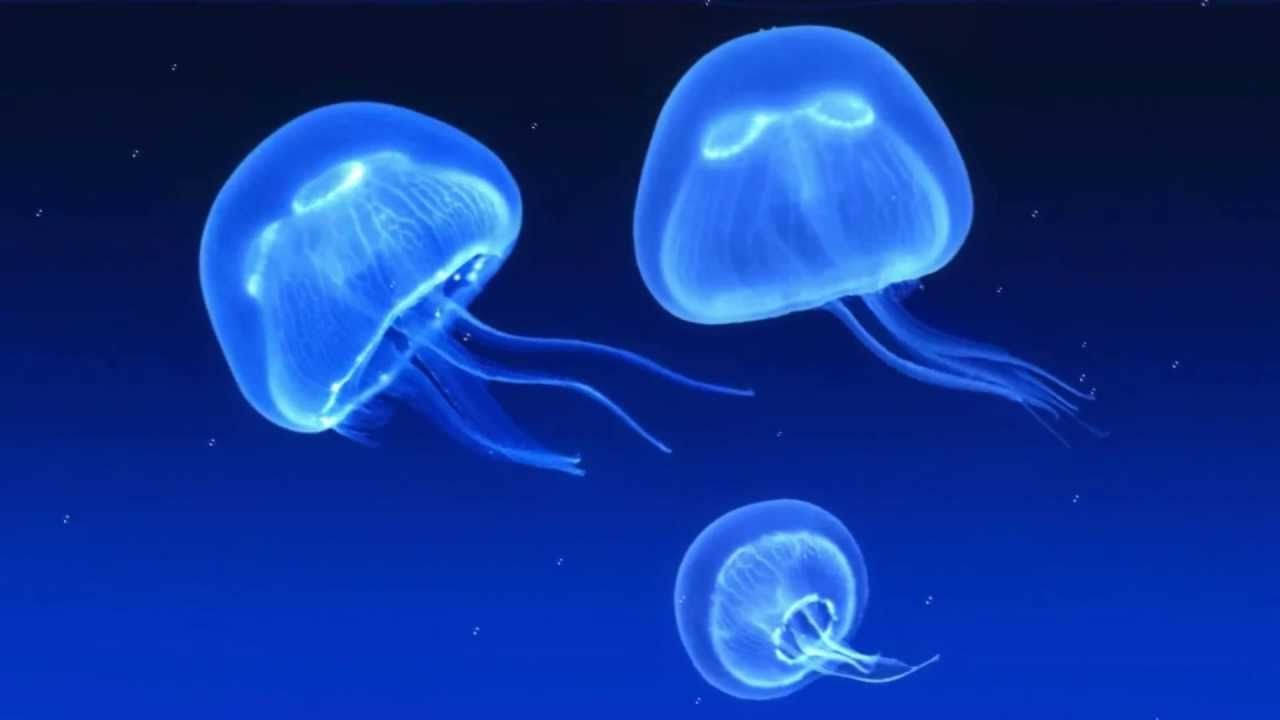 Neon Blue Jellyfish, glowing blue jellyfish, deep ocean waters, HD Desktop Wallpaper
