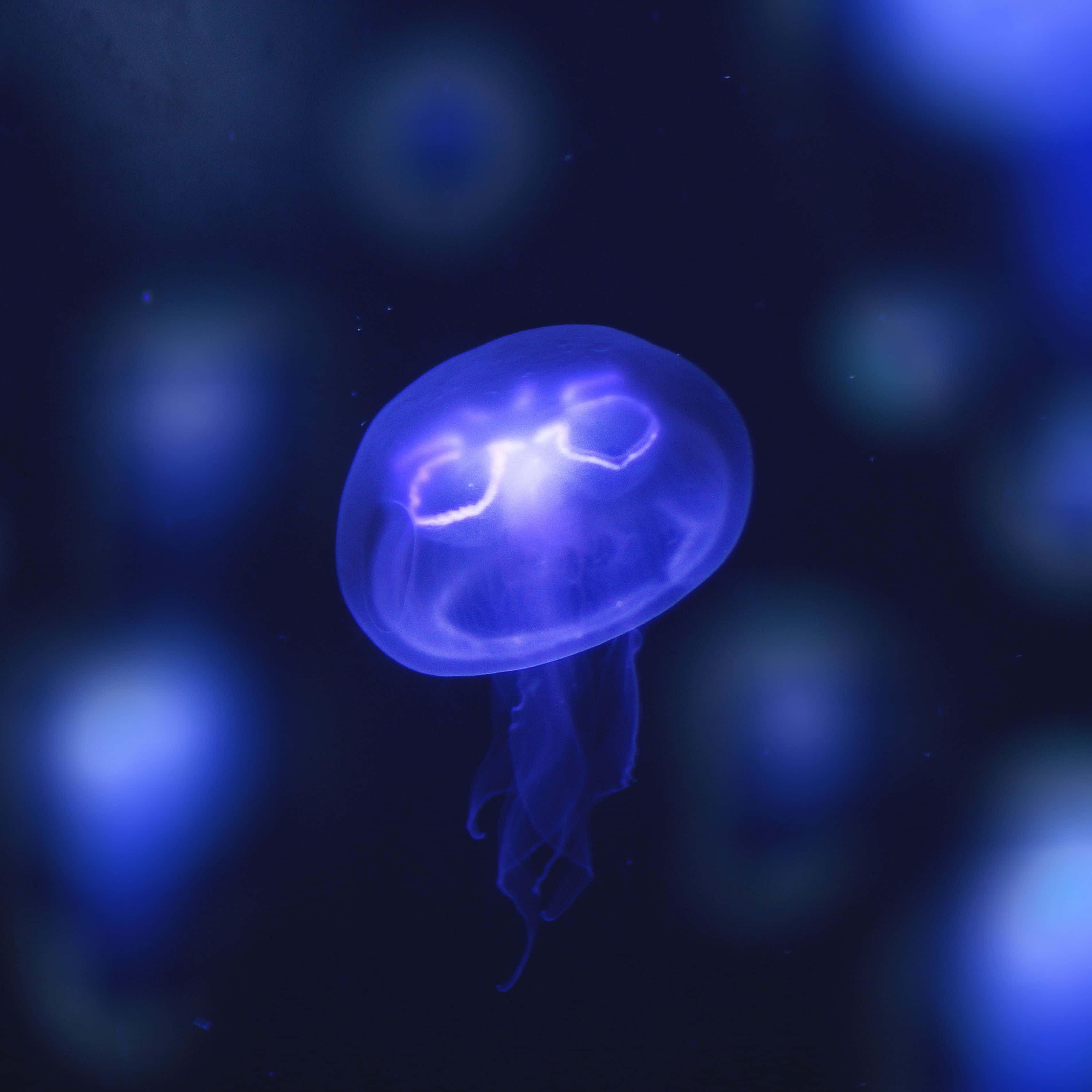 glowing blue jellyfish, dark aquatic backdrop, blurred blue orbs, 2K Desktop Wallpaper