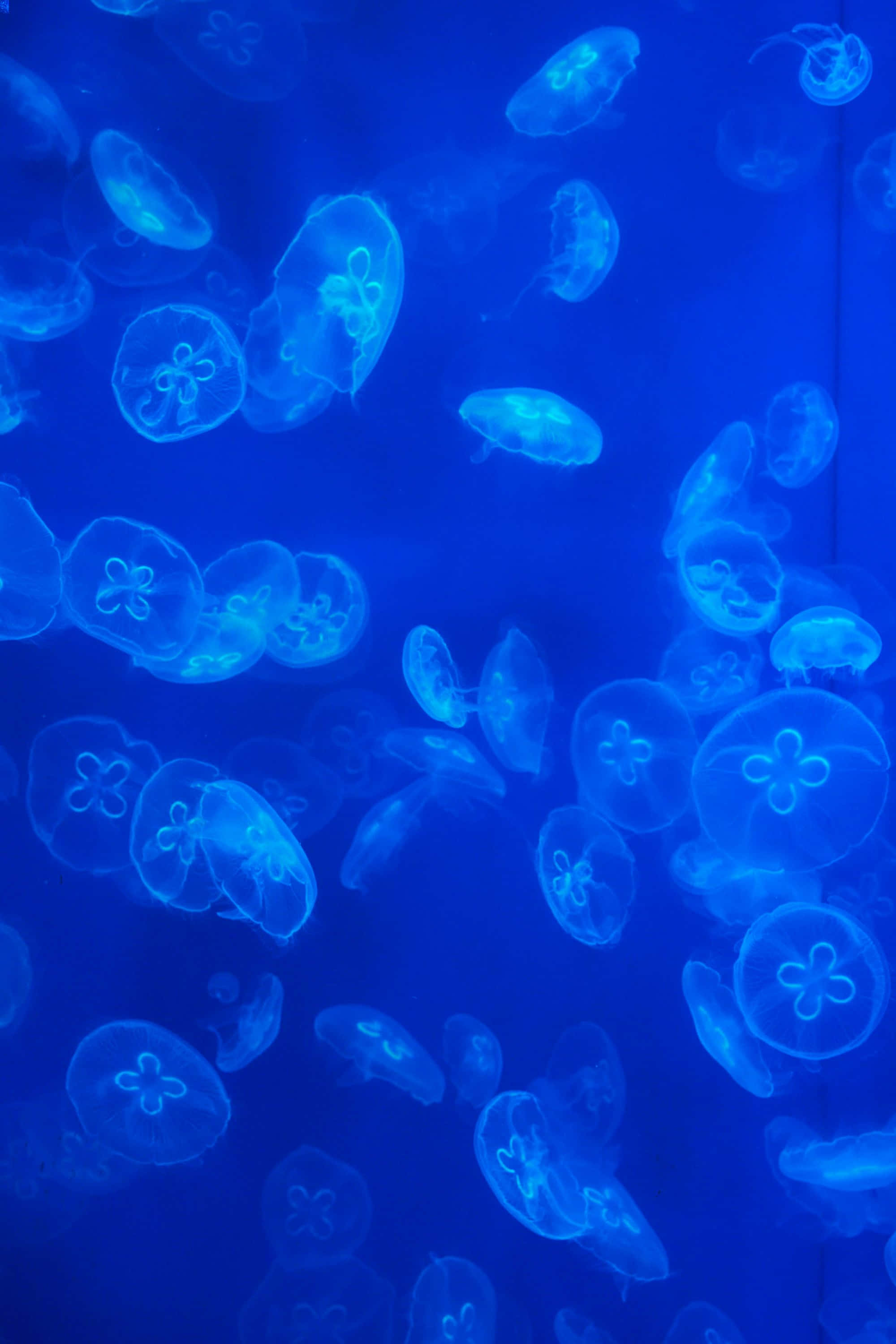 blue jellyfish, underwater scene, glowing translucent jellyfish, 2K Phone Wallpaper