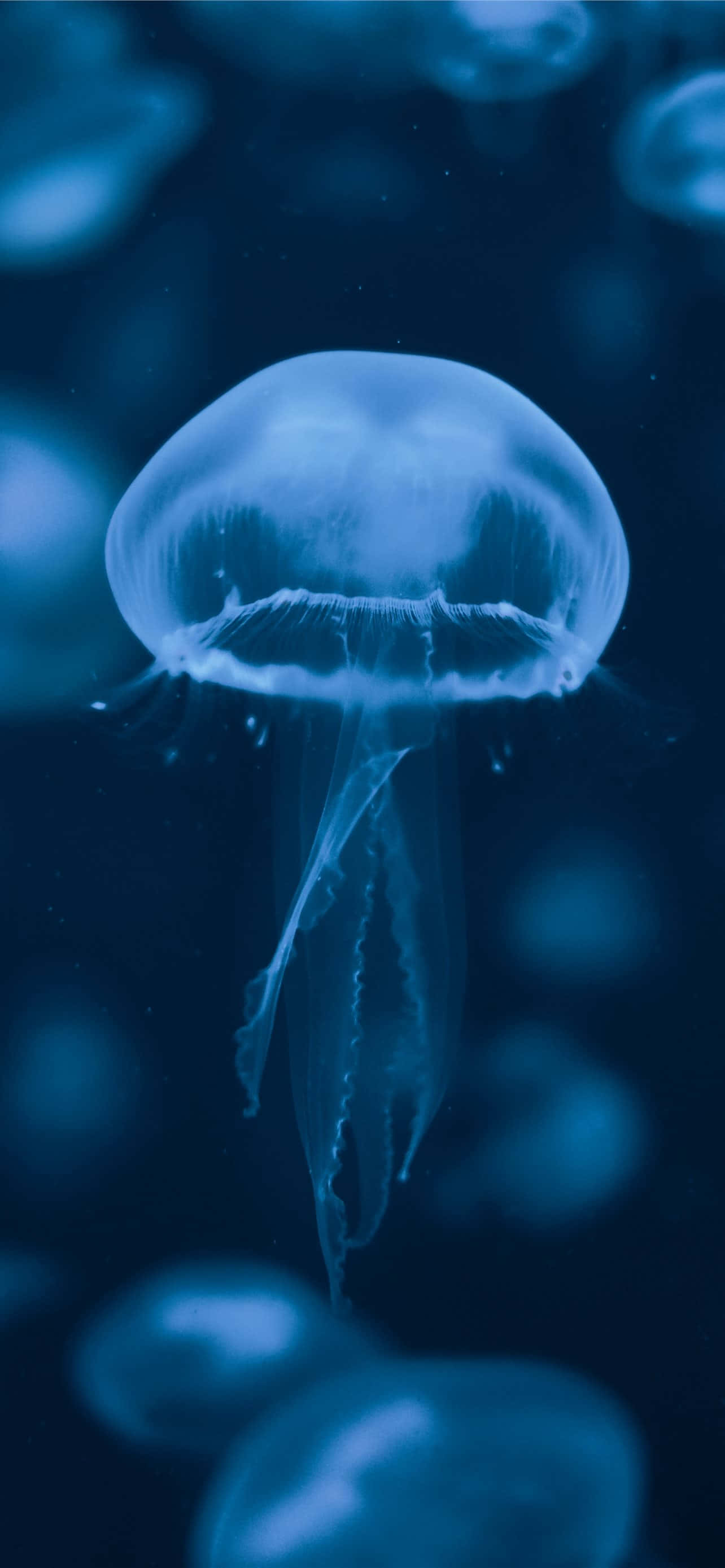 ethereal blue jellyfish, translucent blue jellyfish, deep ocean backdrop, 2K Phone Wallpaper