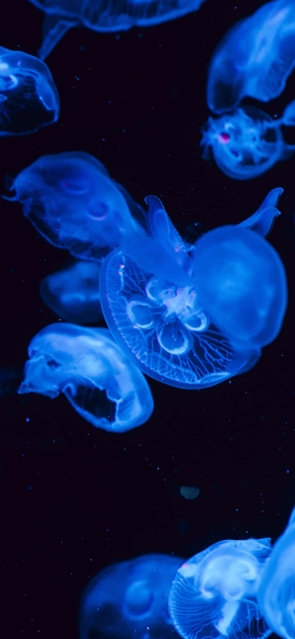 glowing blue jellyfish, underwater scene, deep dark water, 2K Phone Wallpaper