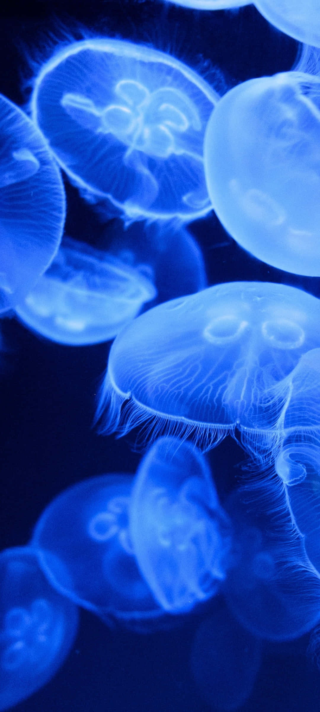 blue jellyfish, underwater glow, deep ocean darkness, Full HD Phone Wallpaper