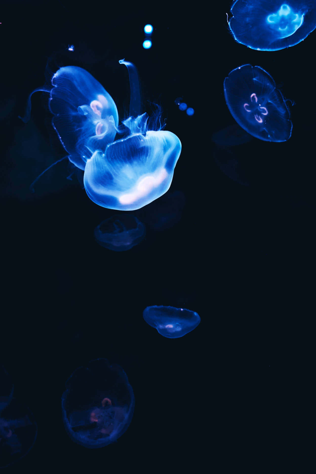 blue jellyfish, glowing blue jellyfish, pitch black water, Full HD Phone Wallpaper