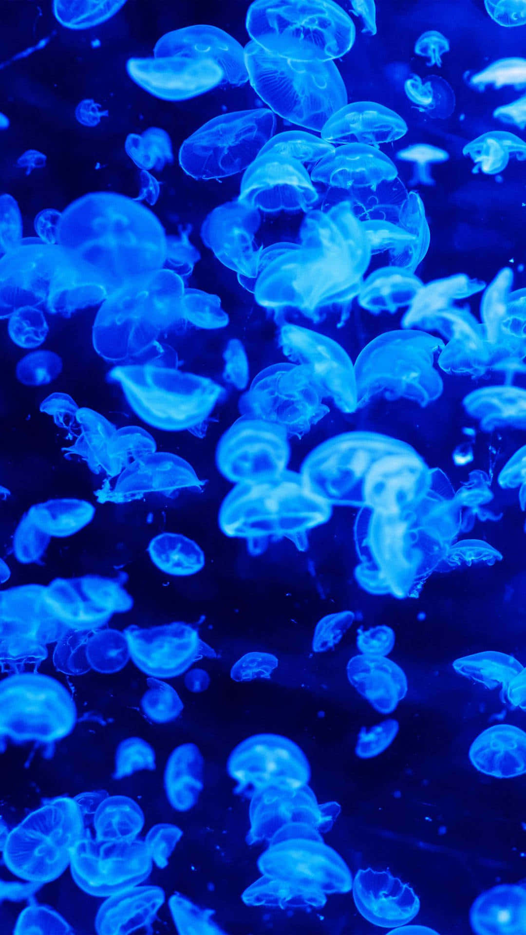 blue jellyfish, underwater swarm, glowing blue, Full HD Phone Wallpaper