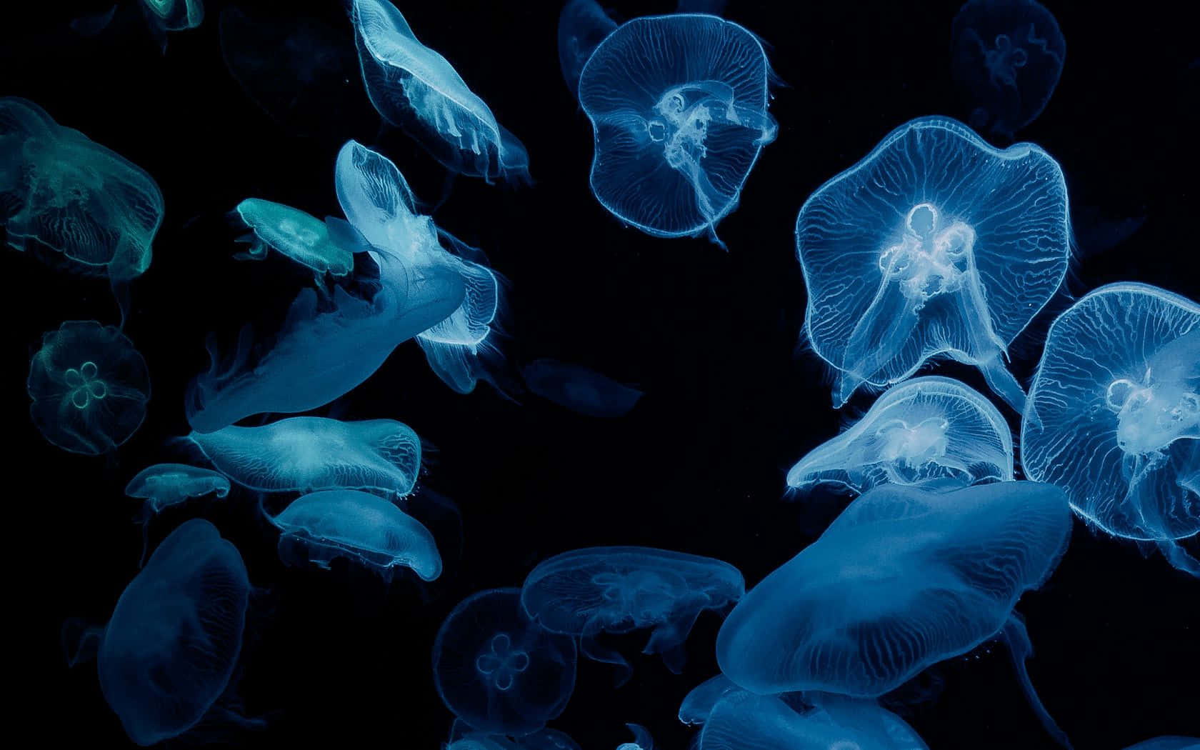 Ethereal Blue Jellyfish Swarm, glowing blue jellyfish, deep black background, HD Desktop Wallpaper