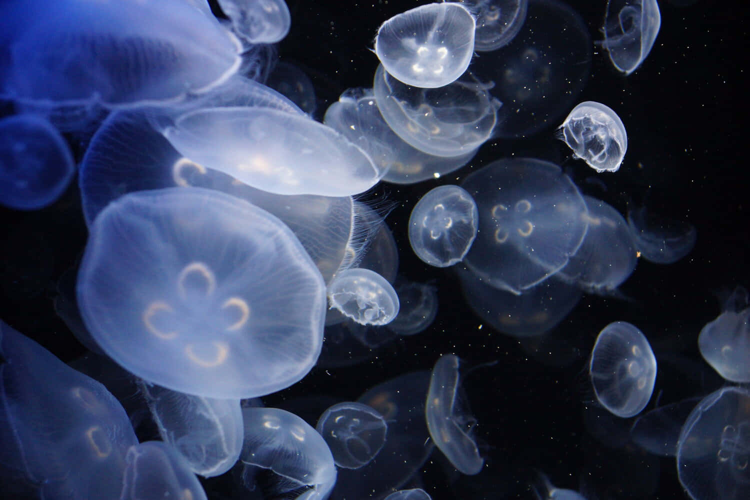 moon jellyfish, glowing translucent, deep ocean darkness, HD Desktop Wallpaper