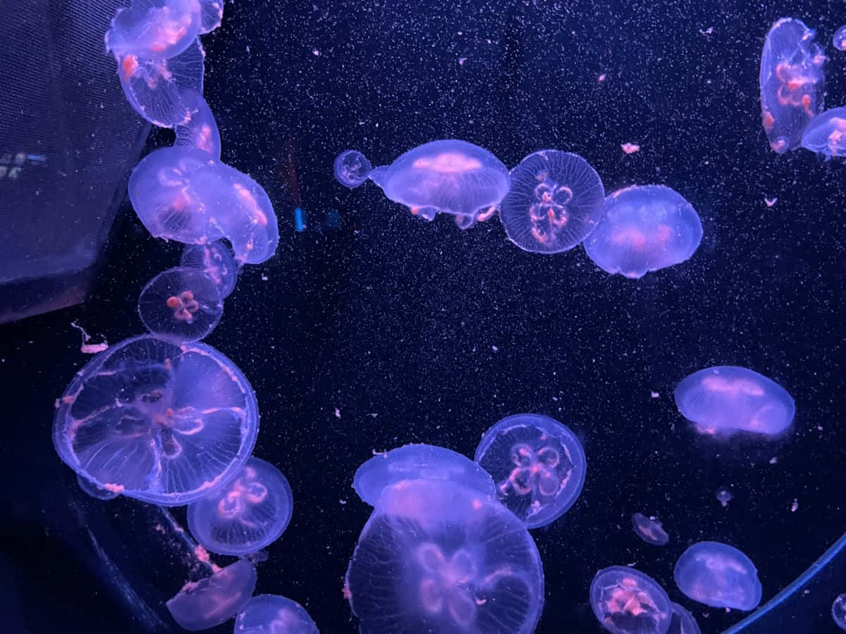 Moon Jellyfish, purple light, deep blue water, SD Desktop Wallpaper