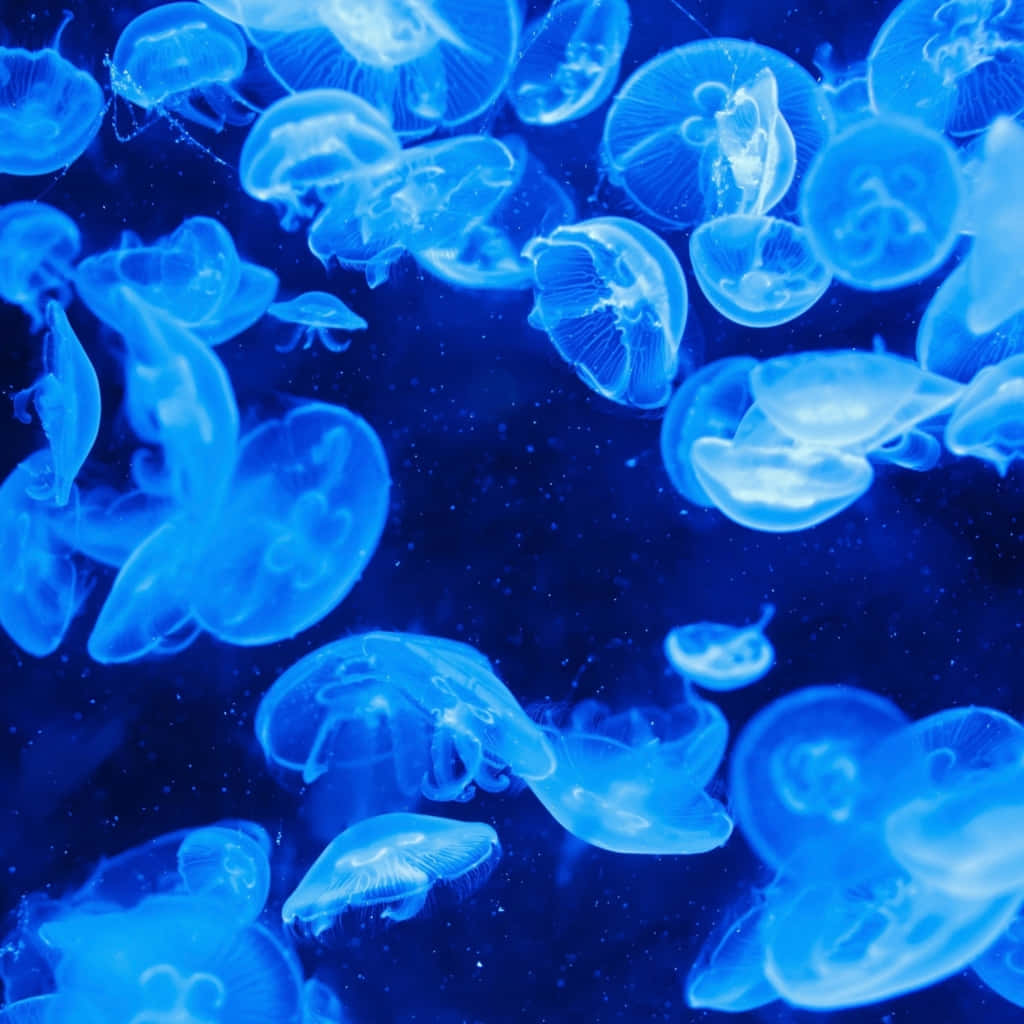 blue jellyfish, underwater scene, deep ocean water, SD Desktop Wallpaper