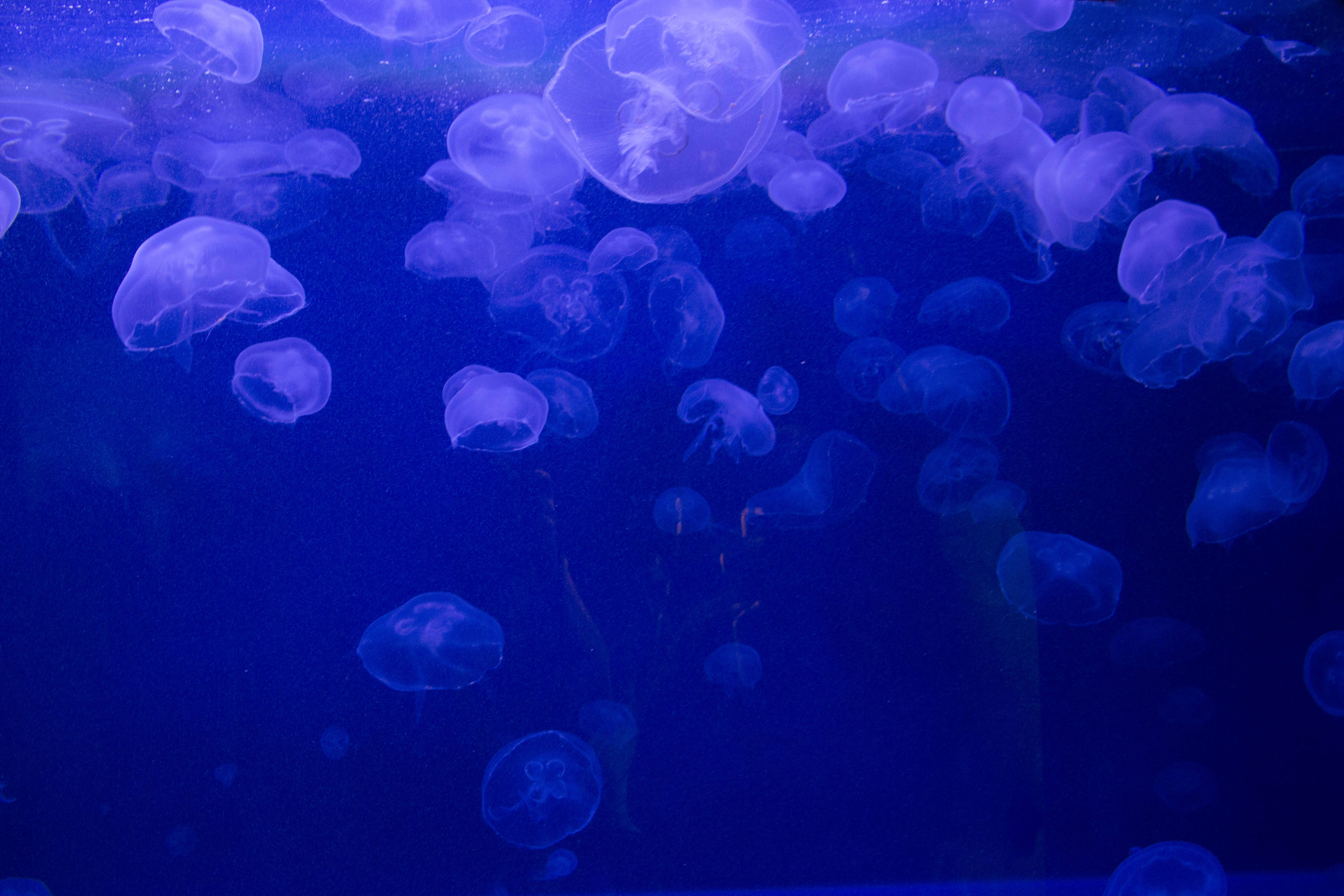 school of jellyfish, glowing purple jellyfish, deep blue water, 5K Desktop Wallpaper
