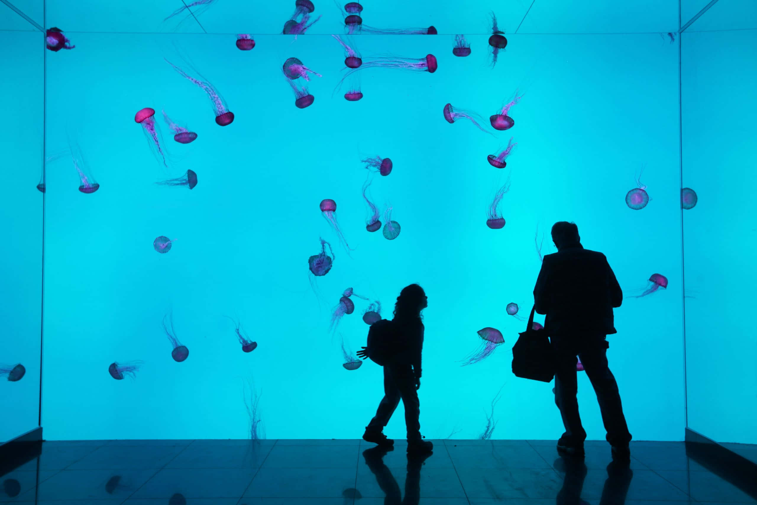 Jellyfish Exhibit Silhouettes, glowing pink and purple jellyfish, vast blue aquarium tank, 2K Desktop Wallpaper