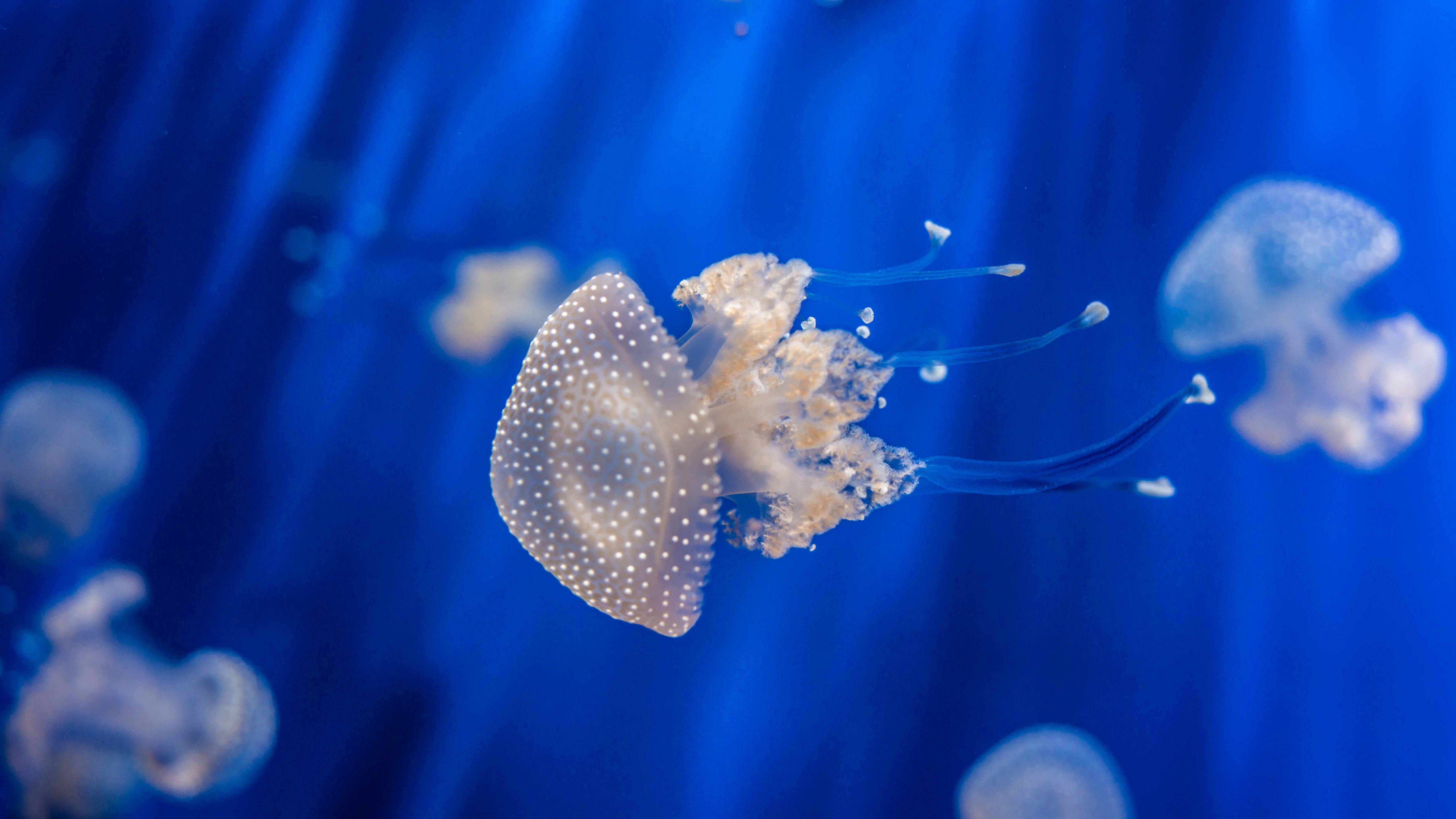 5K HD, white-spotted jellyfish, translucent, 5K Desktop Wallpaper