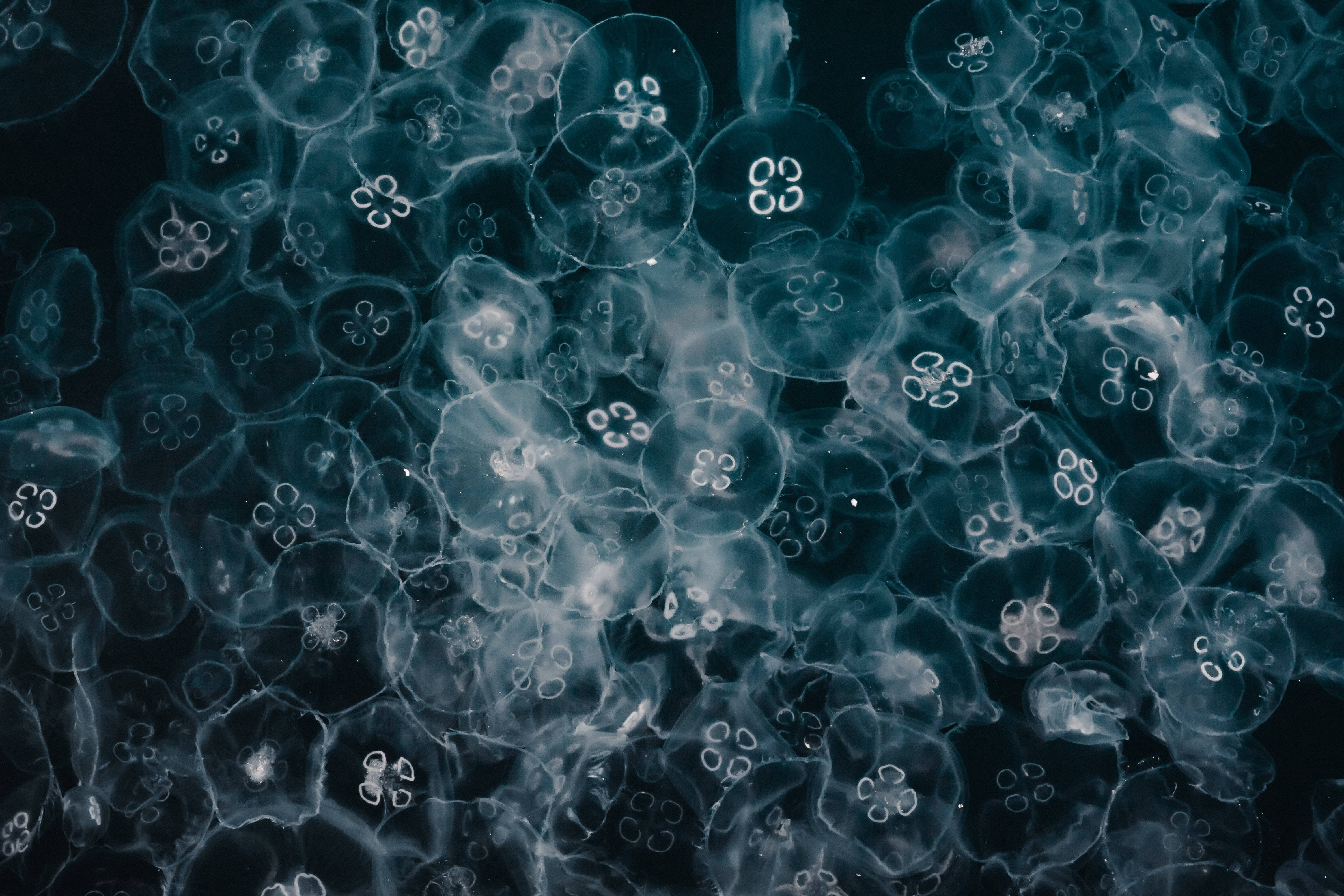 Simple Monochrome Jellyfish, translucent jellyfish, ethereal blue-white light, 4K Desktop Wallpaper