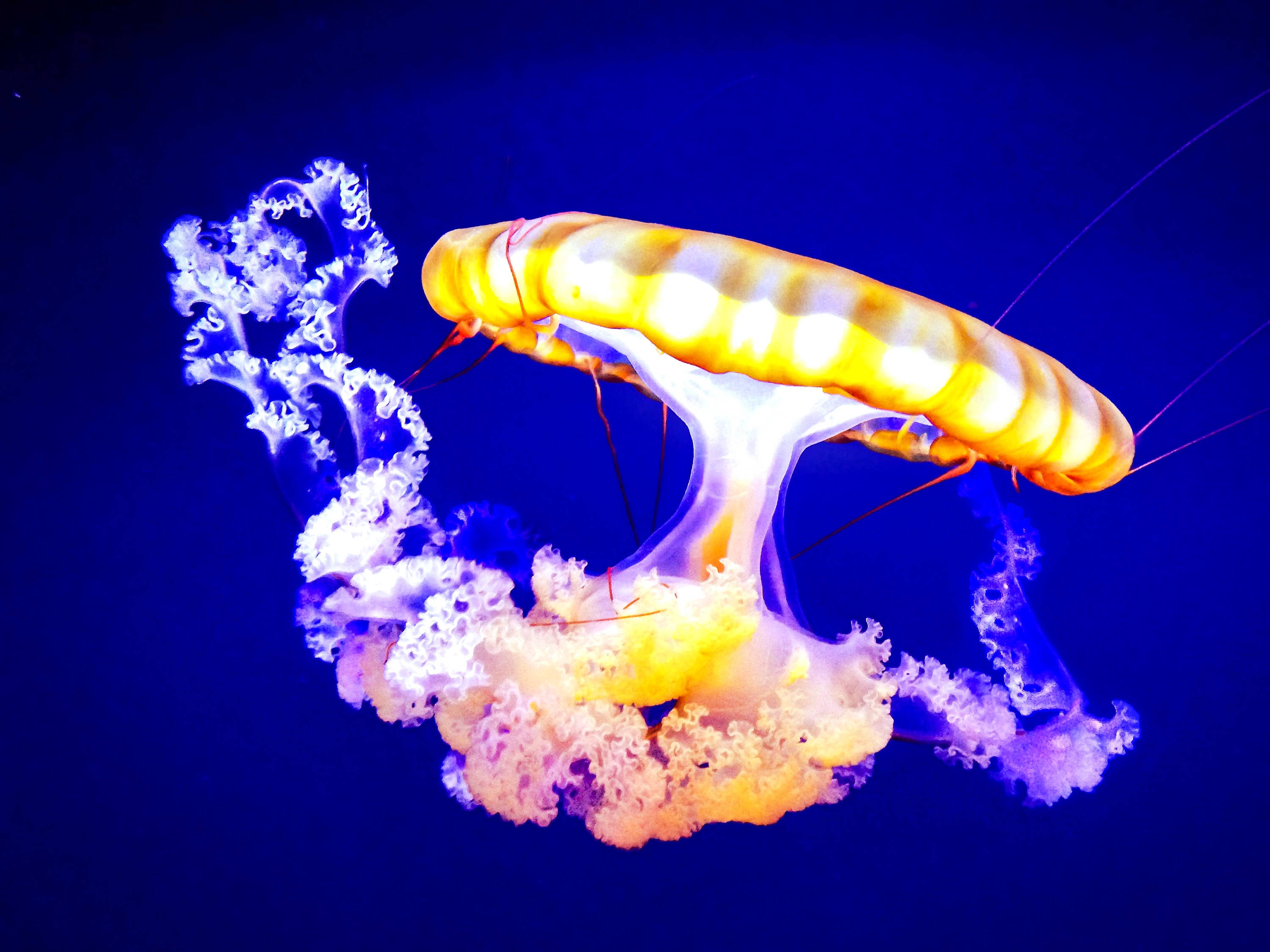 yellow jellyfish, deep blue water, glowing orange and white jellyfish, 2K Desktop Wallpaper