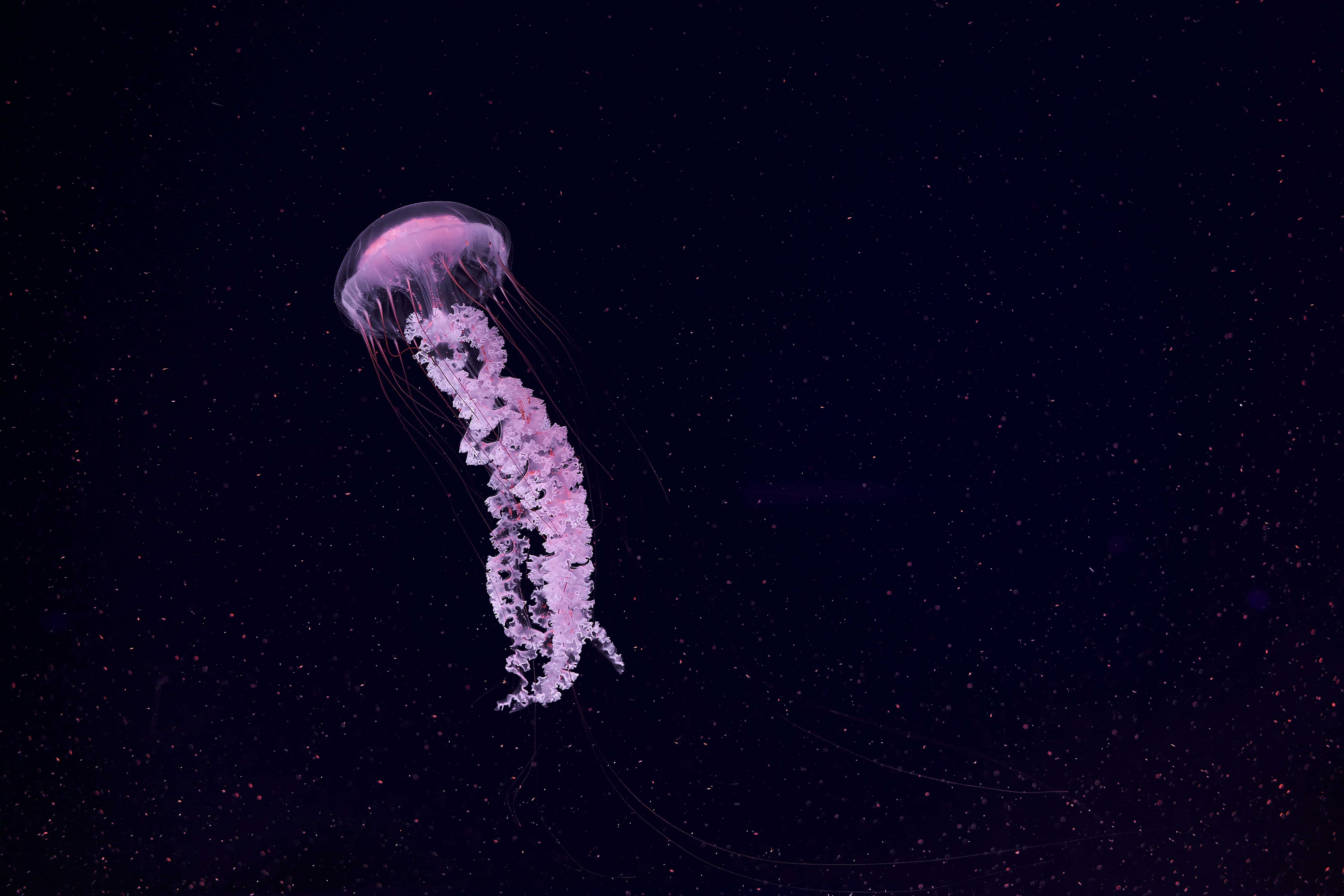 Ethereal Jellyfishin Dark Waters, glowing pink jellyfish, dark water, 5K Desktop Wallpaper