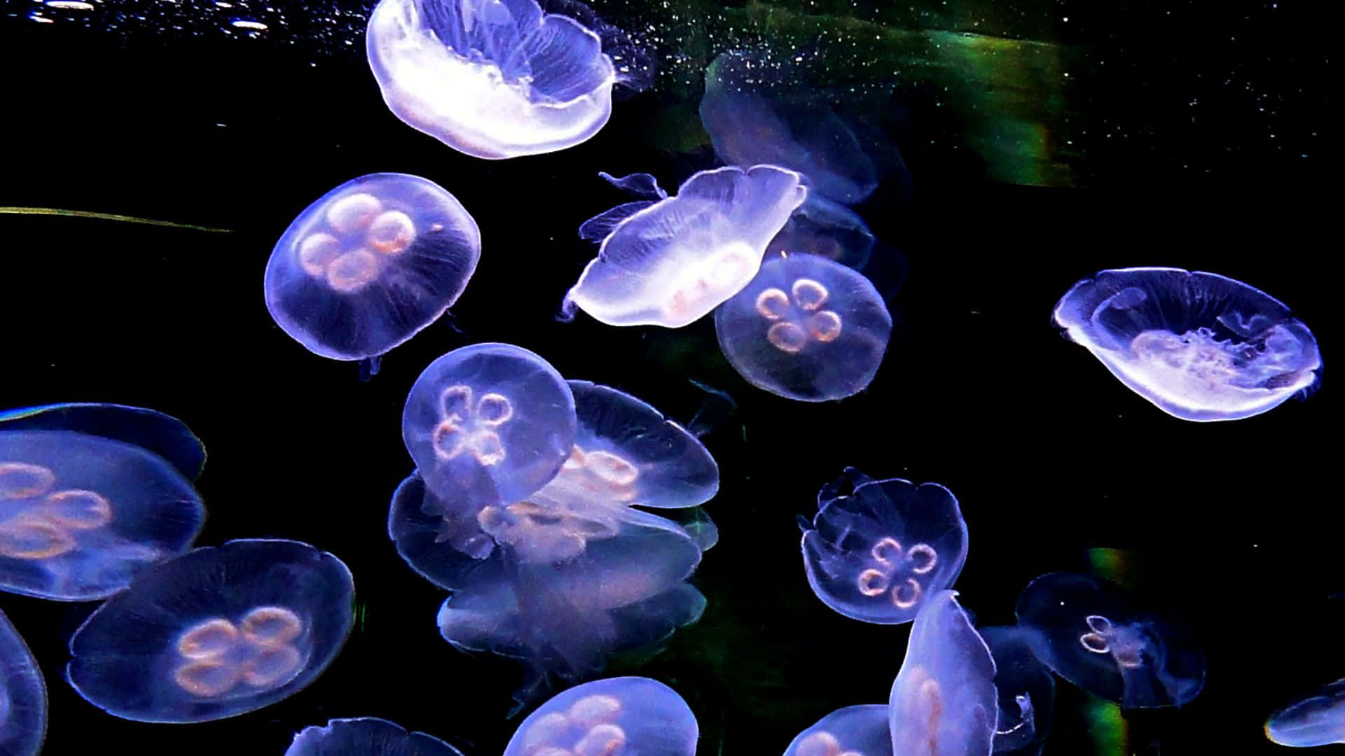 moon jellyfish, swarm, underwater, Full HD Desktop Wallpaper