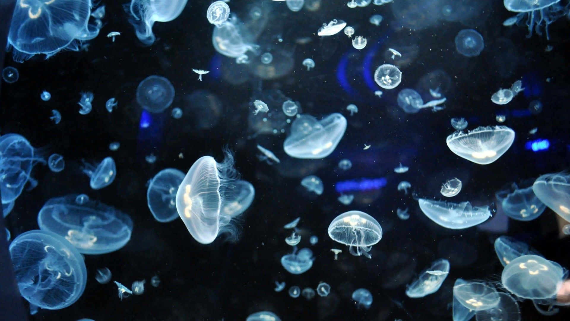 moon jellyfish, swarm, underwater, Full HD Desktop Wallpaper