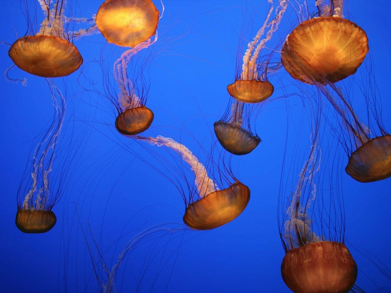 Golden jellyfish, deep blue ocean water, long trailing tentacles, HD Desktop Wallpaper