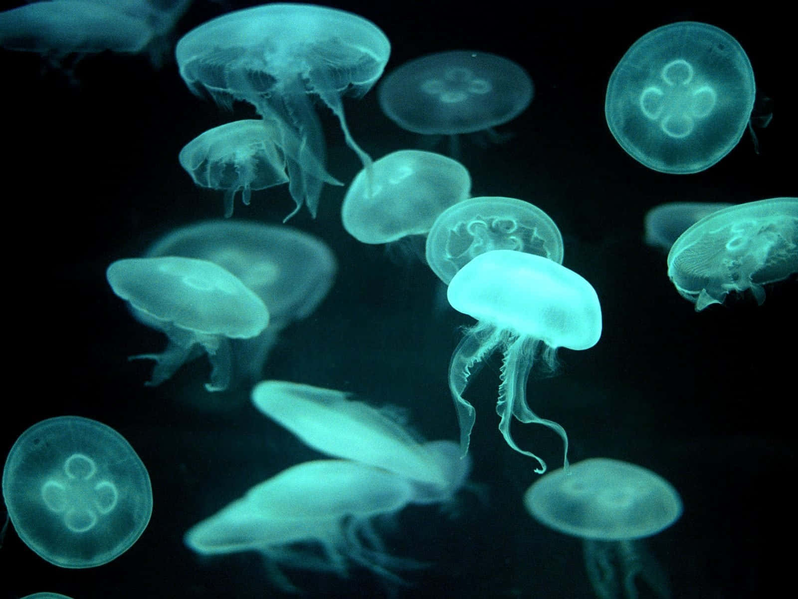 moon jellyfish, swarm, dark waters, HD Desktop Wallpaper