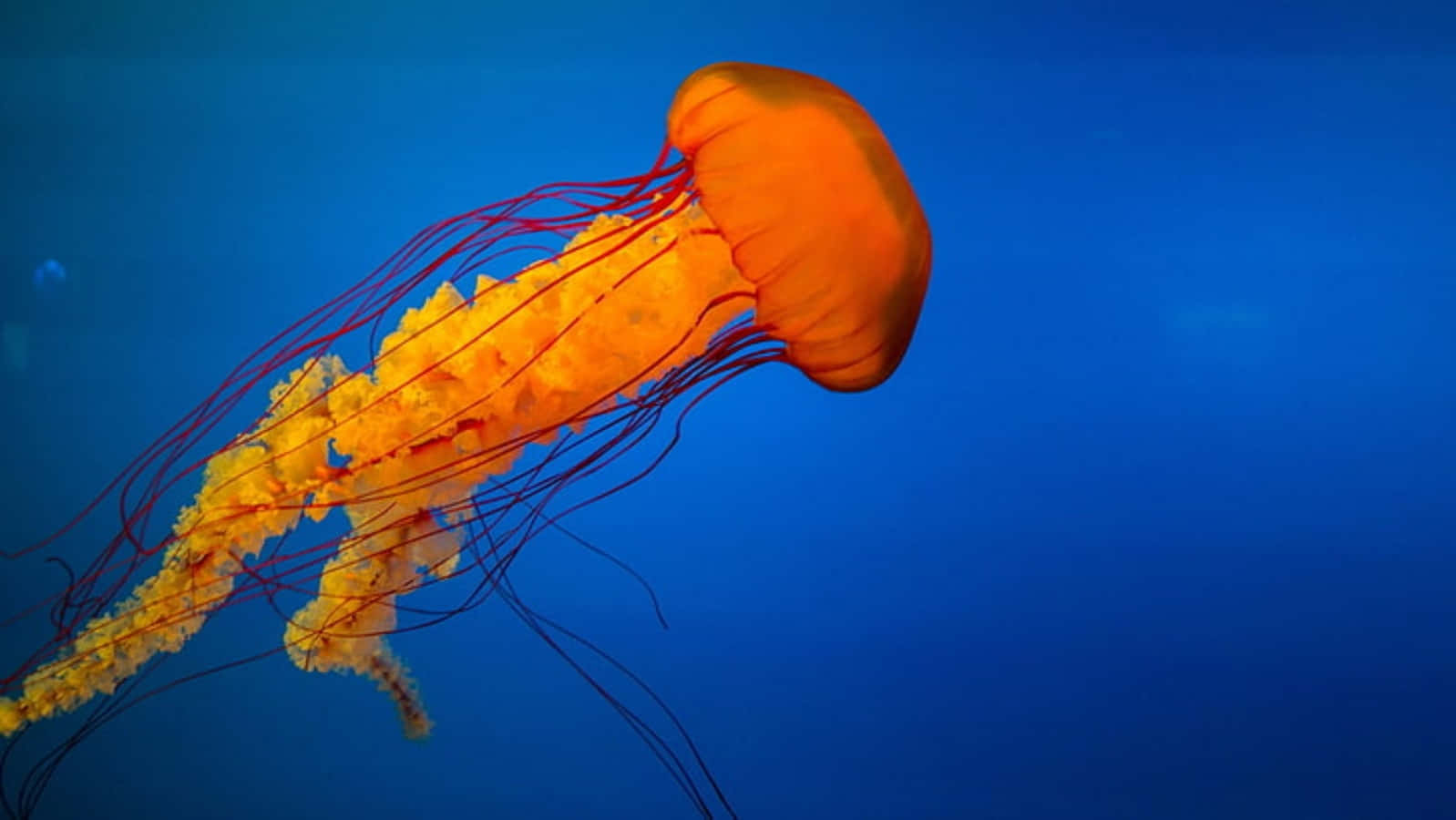 orange jellyfish, red tentacles, deep blue ocean water, HD Desktop Wallpaper