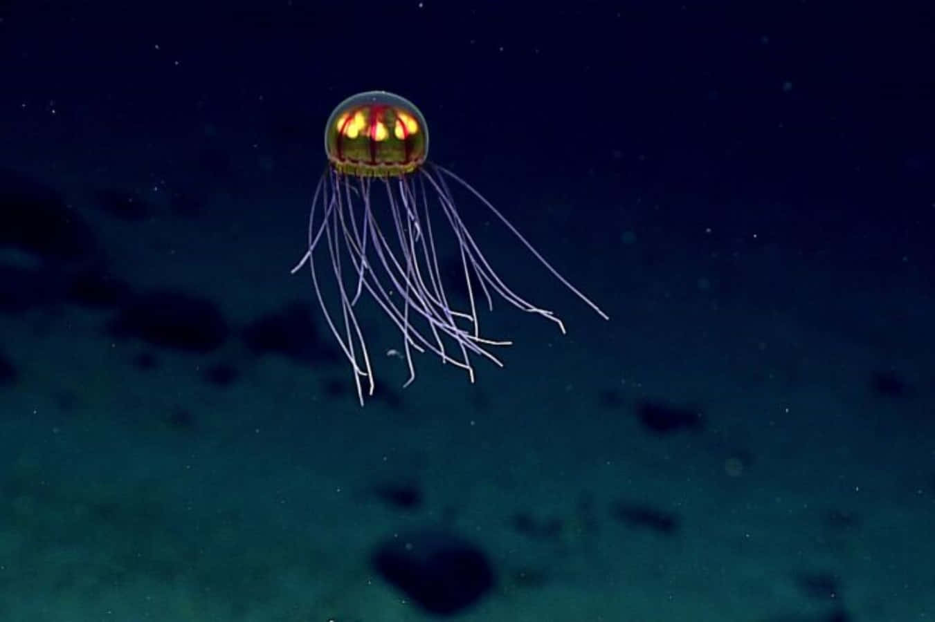 bioluminescent jellyfish, golden tentacles, dark ocean depths, HD Desktop Wallpaper