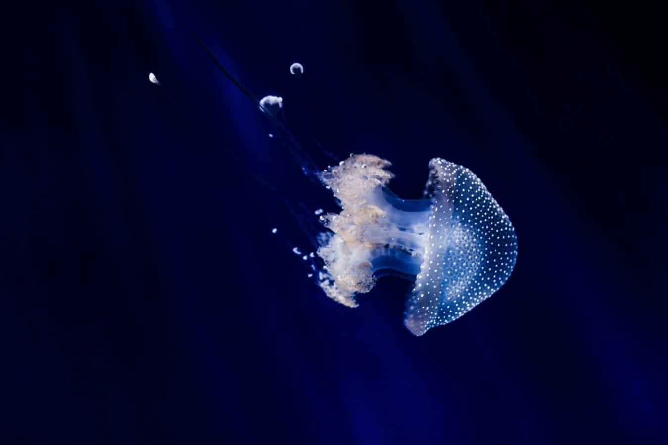glowing jellyfish, white polka dots, deep blue ocean water, HD Desktop Wallpaper