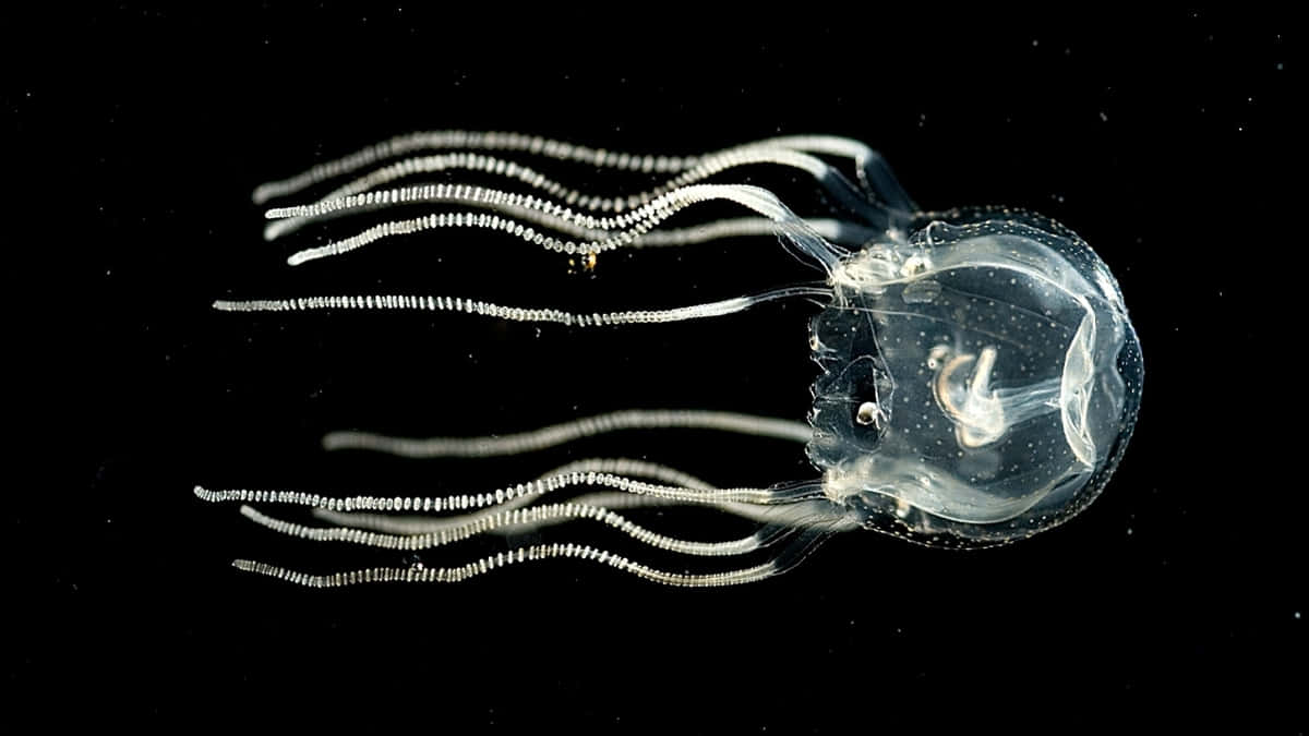 box jellyfish, transparent tentacles, translucent jellyfish, SD Desktop Wallpaper
