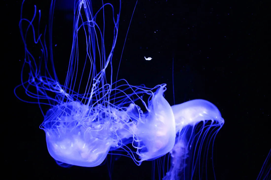 Jellyfish
