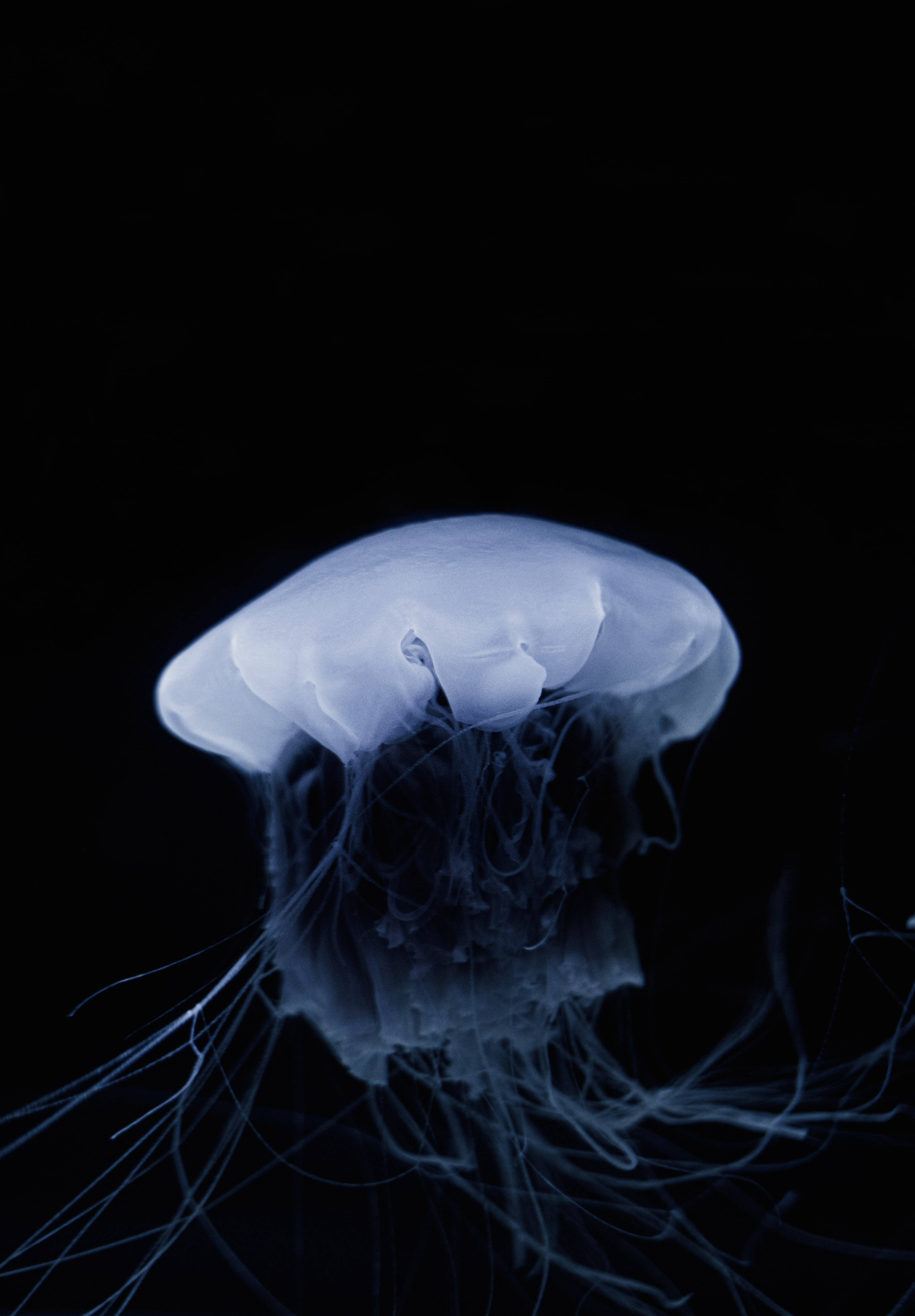 translucent blue jellyfish, pitch-black background, delicate tentacles, 5K Phone Wallpaper