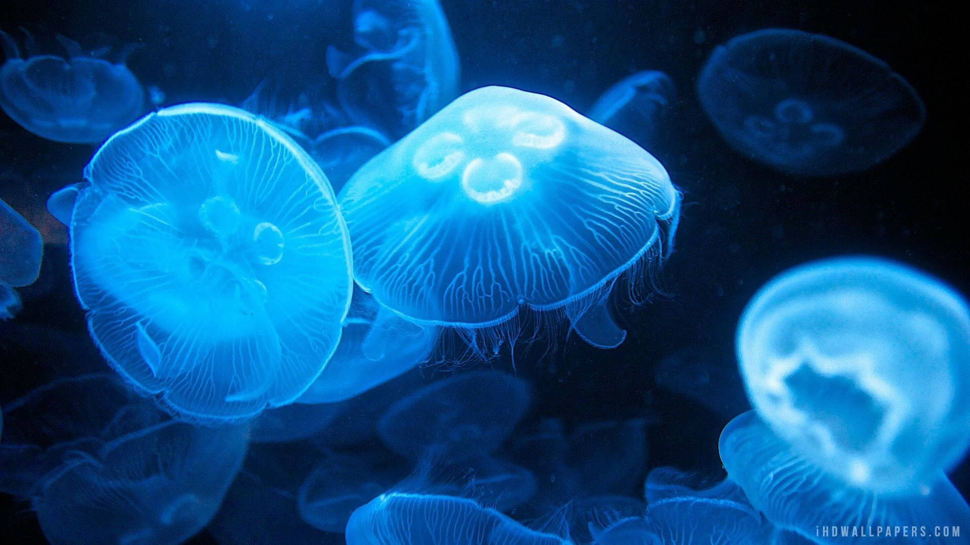 blue moon jellyfish, glowing blue, translucent bells, Full HD Desktop Wallpaper
