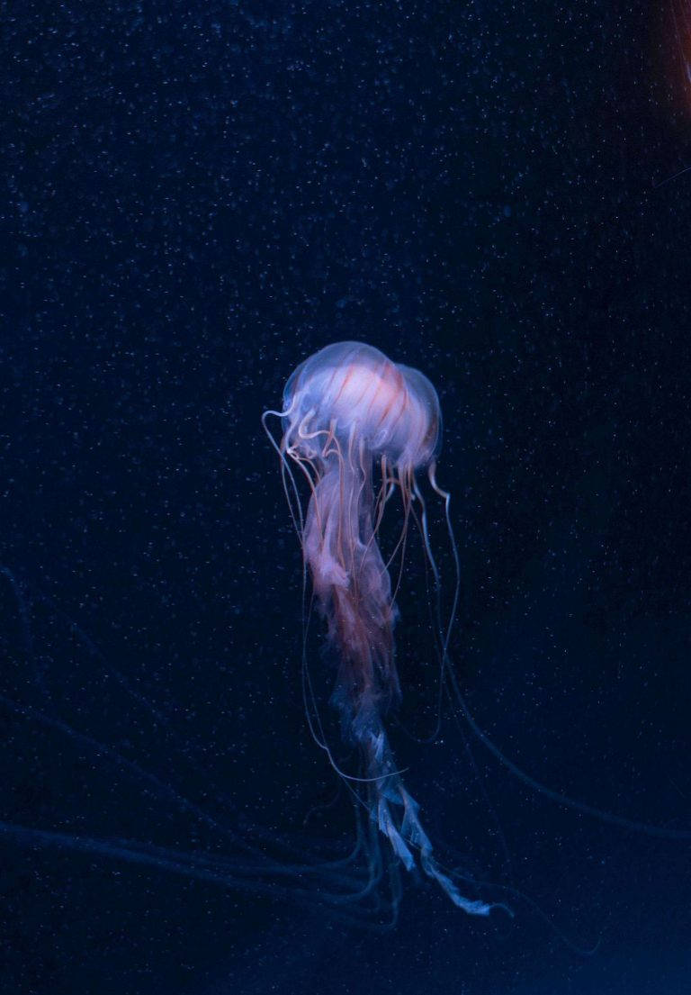 jellyfish, iPad 2021, translucent, SD Phone Wallpaper