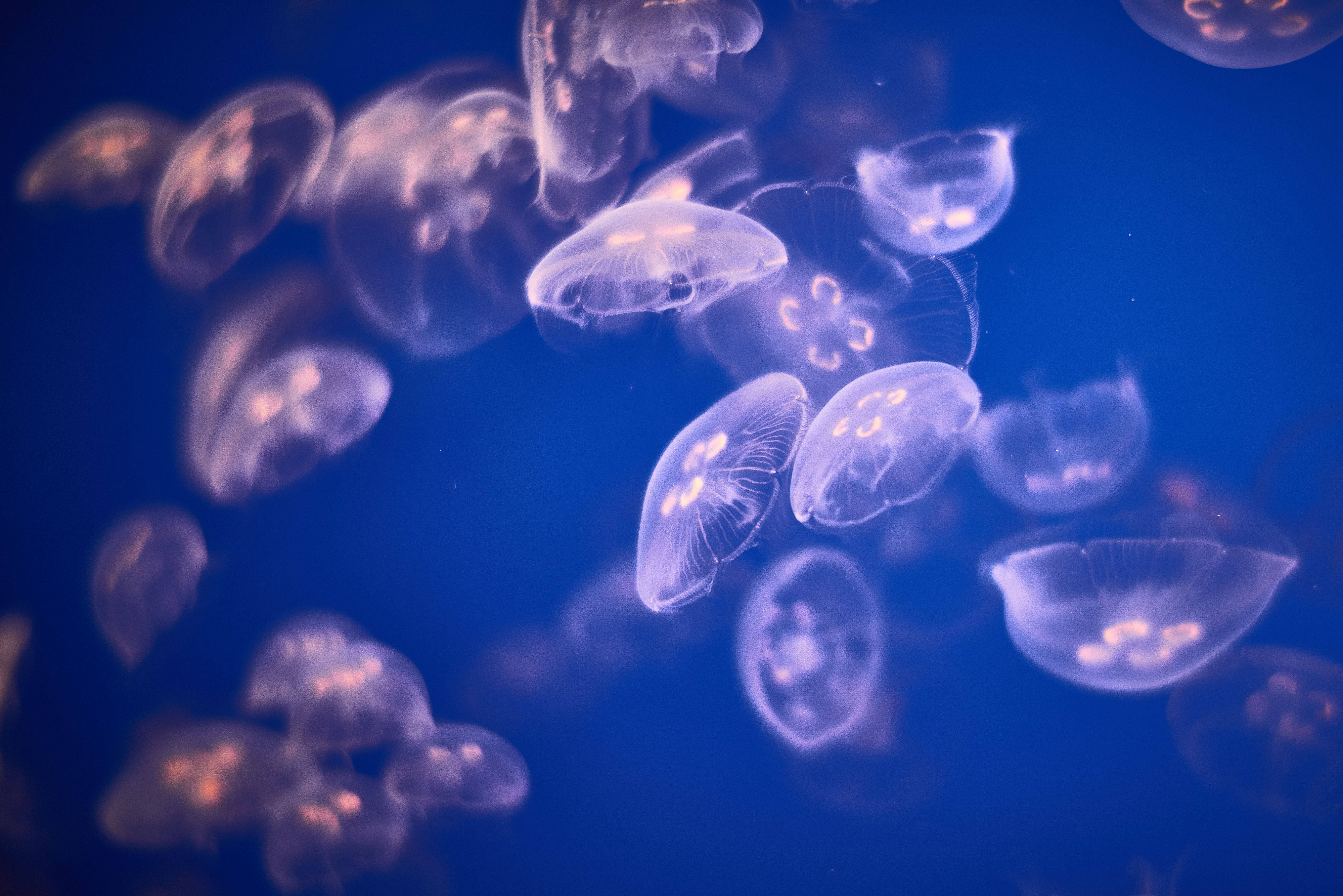 jellyfish, translucent, deep blue ocean water, 5K Desktop Wallpaper
