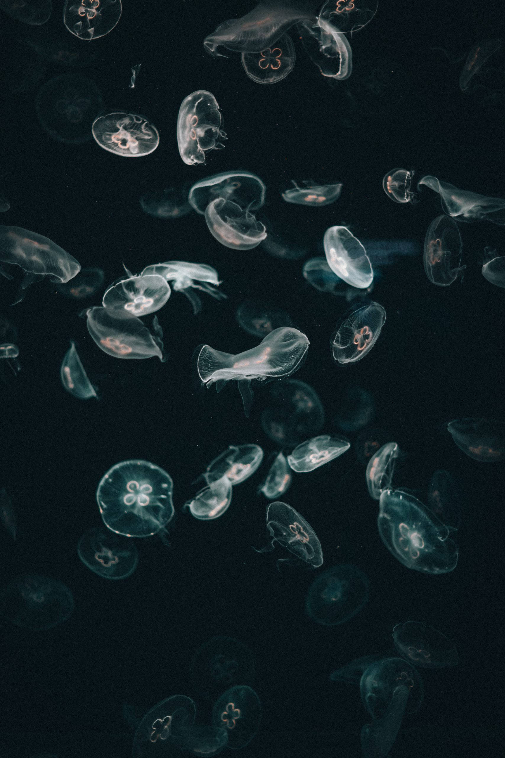 Jellyfish iPhone Dark, ghostly translucent jellyfish, deep inky water, 2K Phone Wallpaper