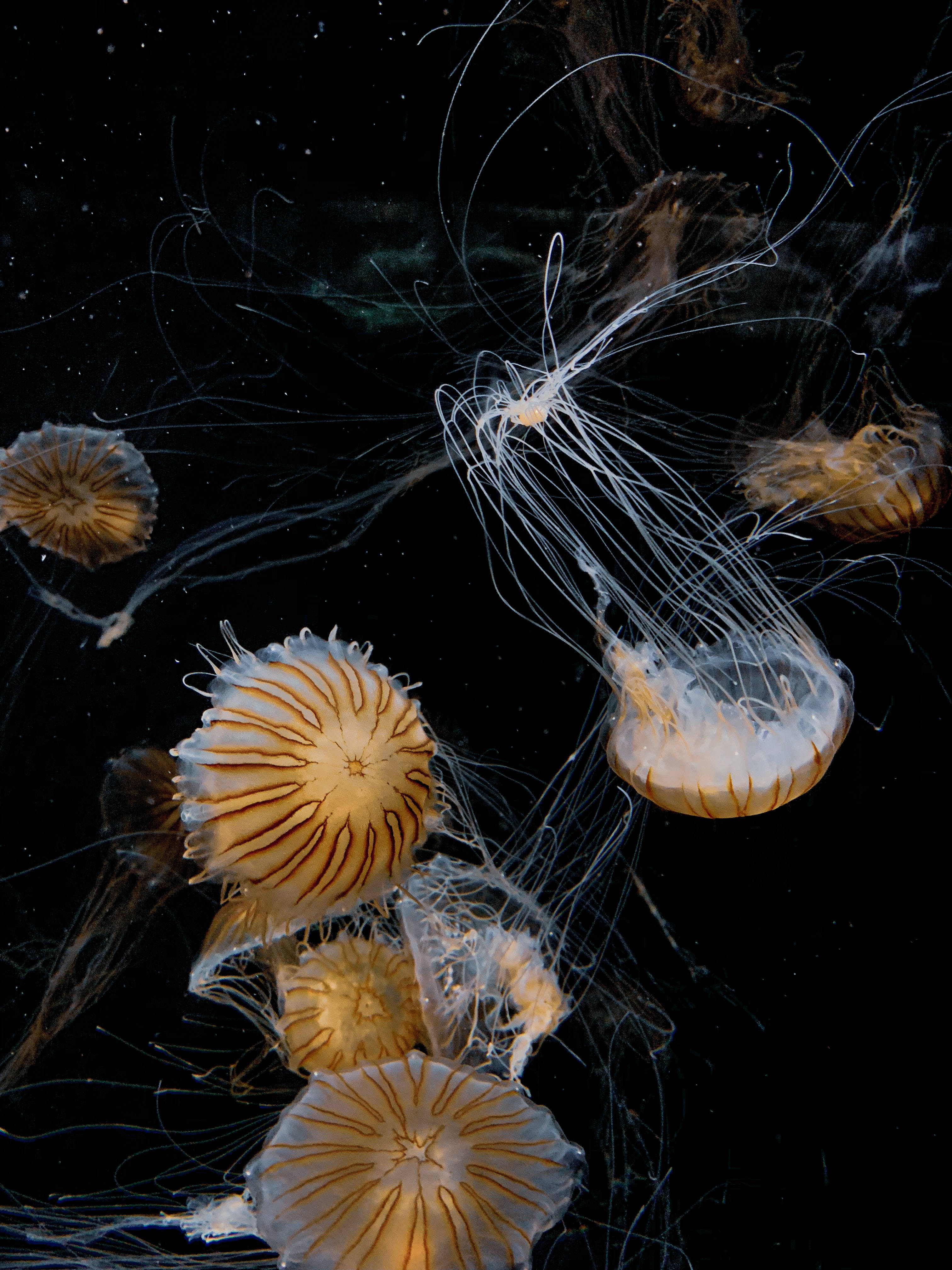 beautiful brown jellyfish, glowing orange and white, dark ocean waters, 4K Phone Wallpaper