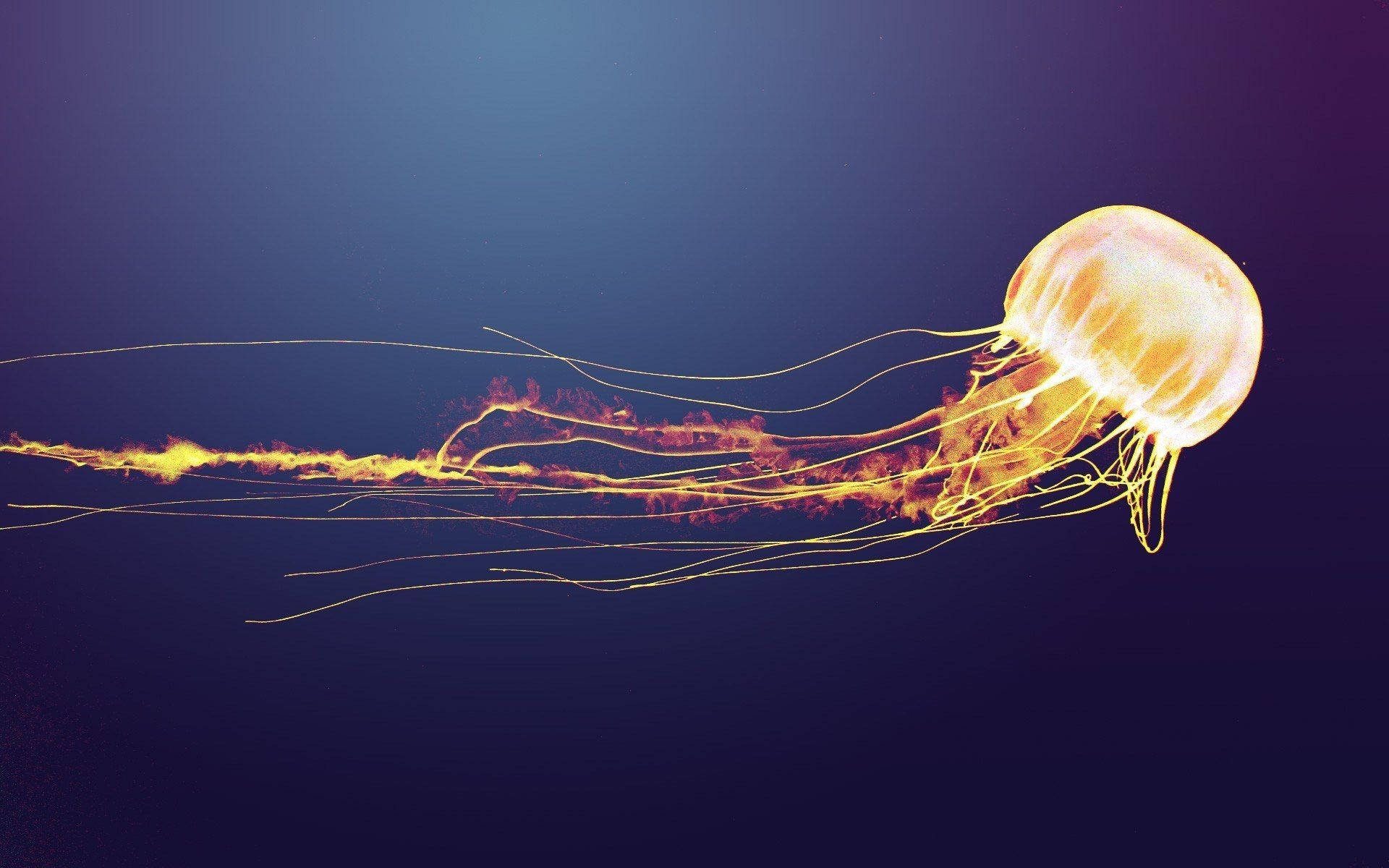 golden yellow jellyfish, glowing, deep blue ocean waters, Full HD Desktop Wallpaper