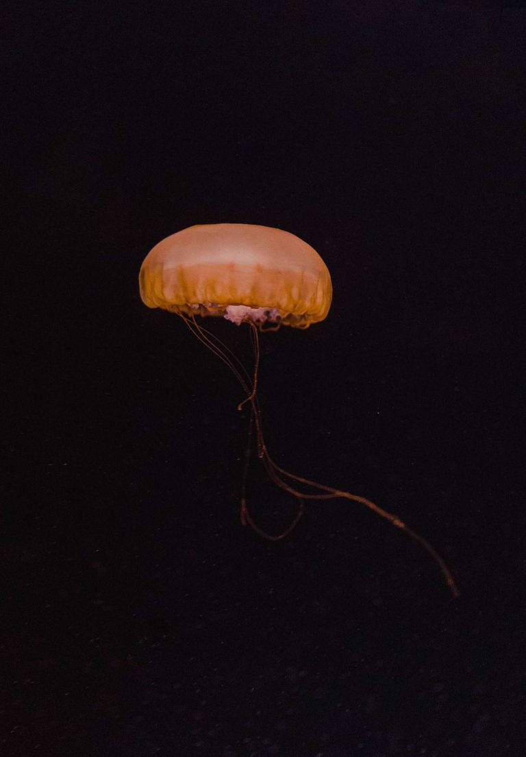 Orange Jellyfish, iPad 2021, glowing orange, SD Phone Wallpaper