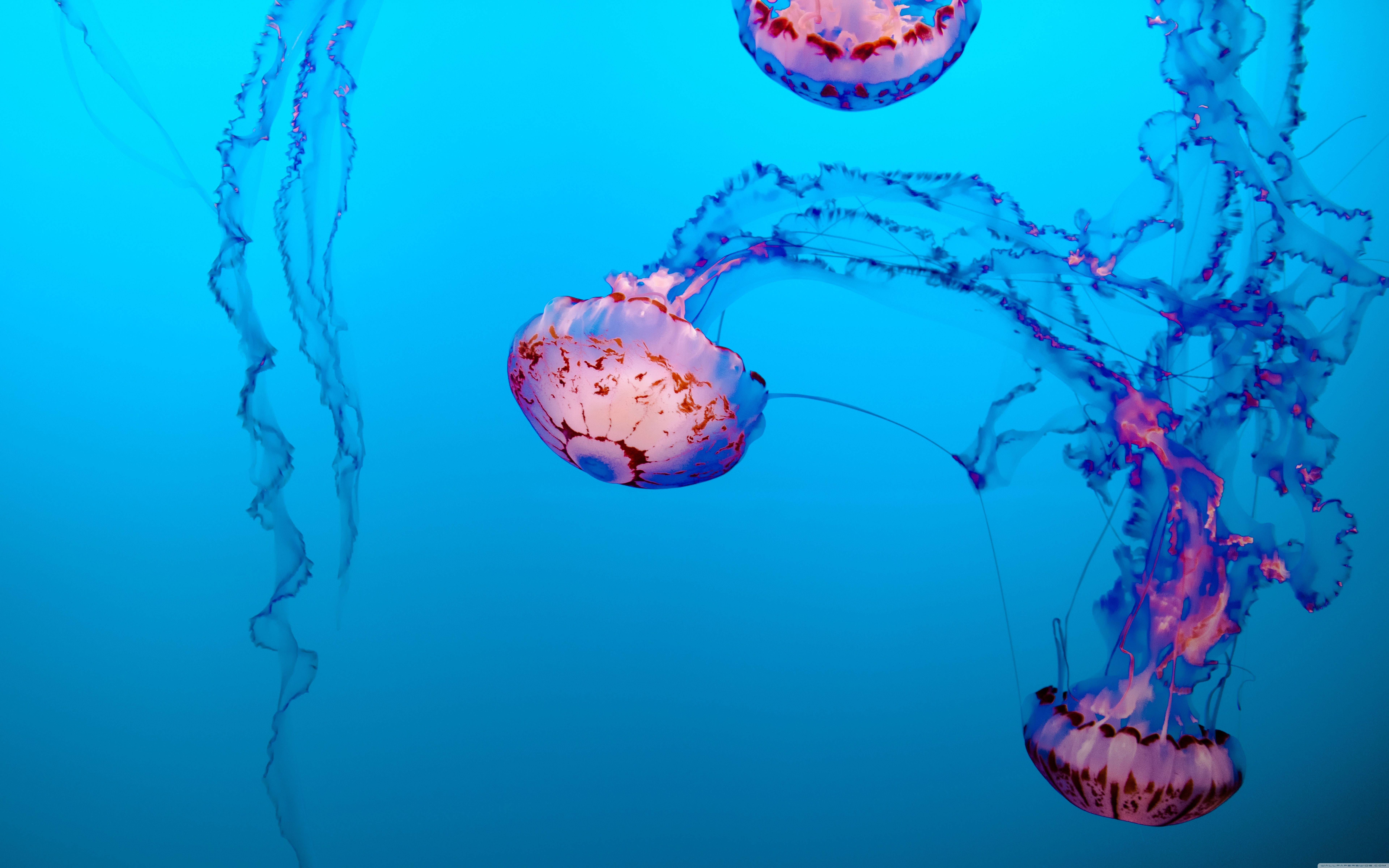 pink aesthetic jellyfish, translucent jellyfish, pink and purple patterns, 8K Desktop Wallpaper