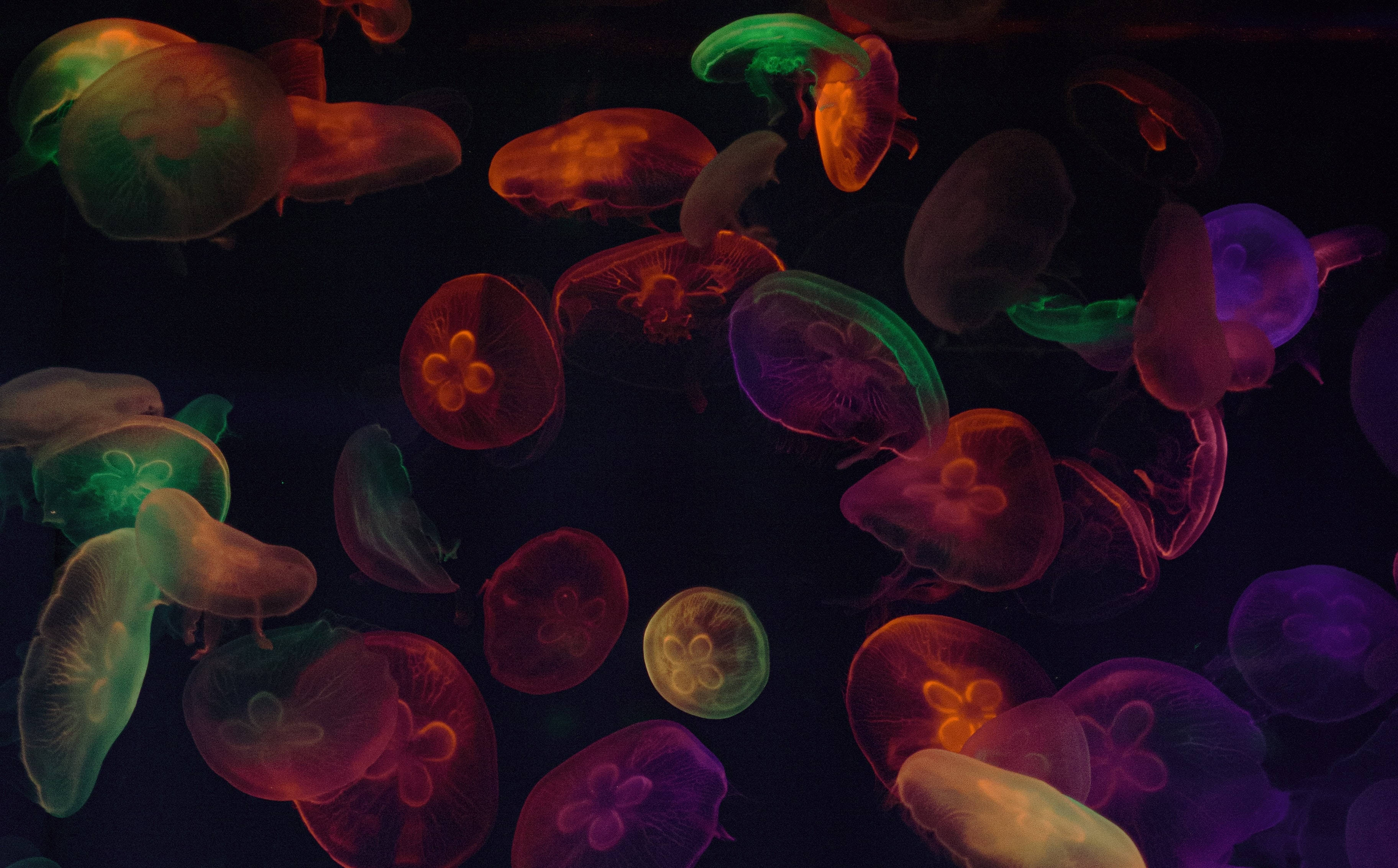 jellyfish, retro colors, neon hues, 2K Desktop Wallpaper