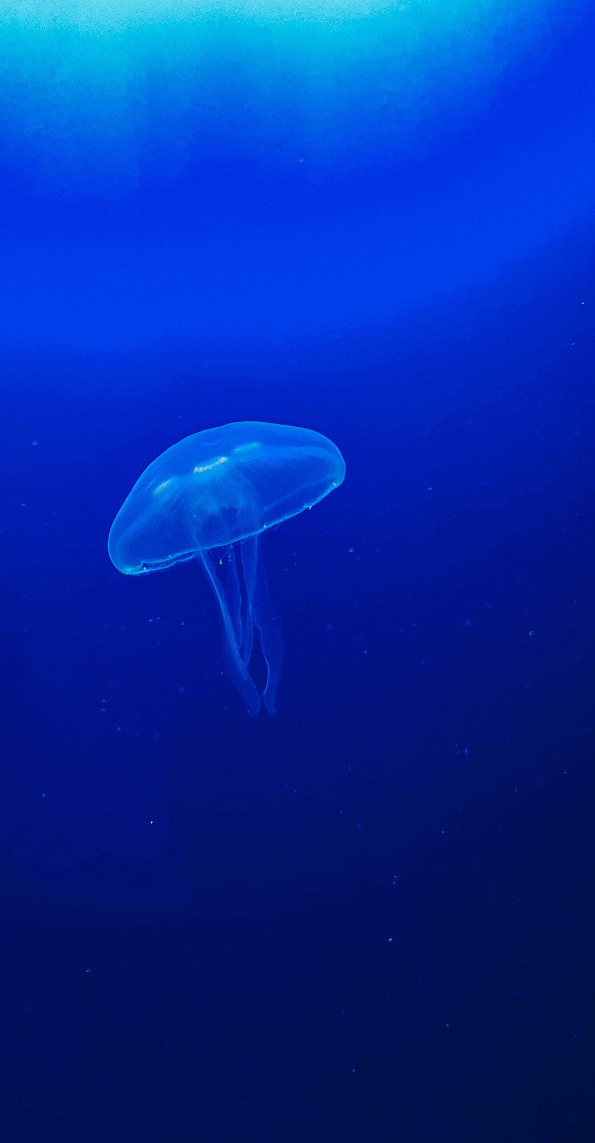 One Blue Jellyfish, translucent jellyfish, deep blue ocean water, 2K Phone Wallpaper