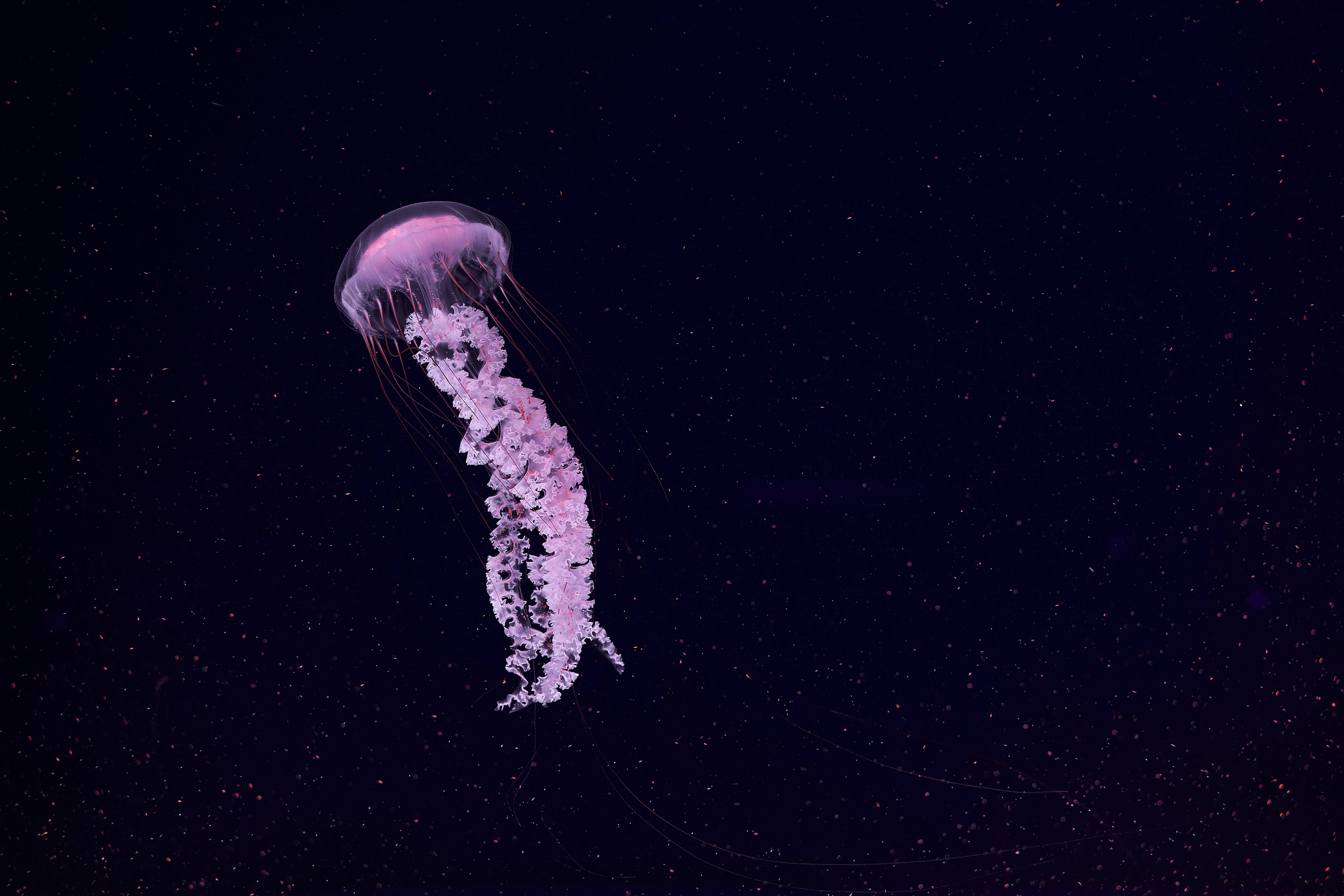 cute pink jellyfish, glowing pink, dark ocean water, 5K Desktop Wallpaper