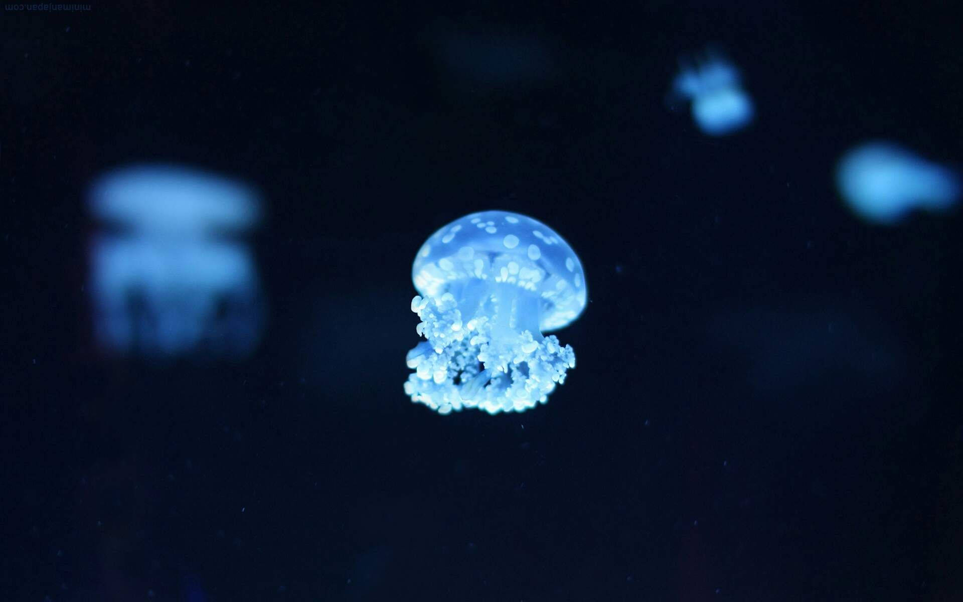 sky blue, animated jellyfish, glowing blue, Full HD Desktop Wallpaper