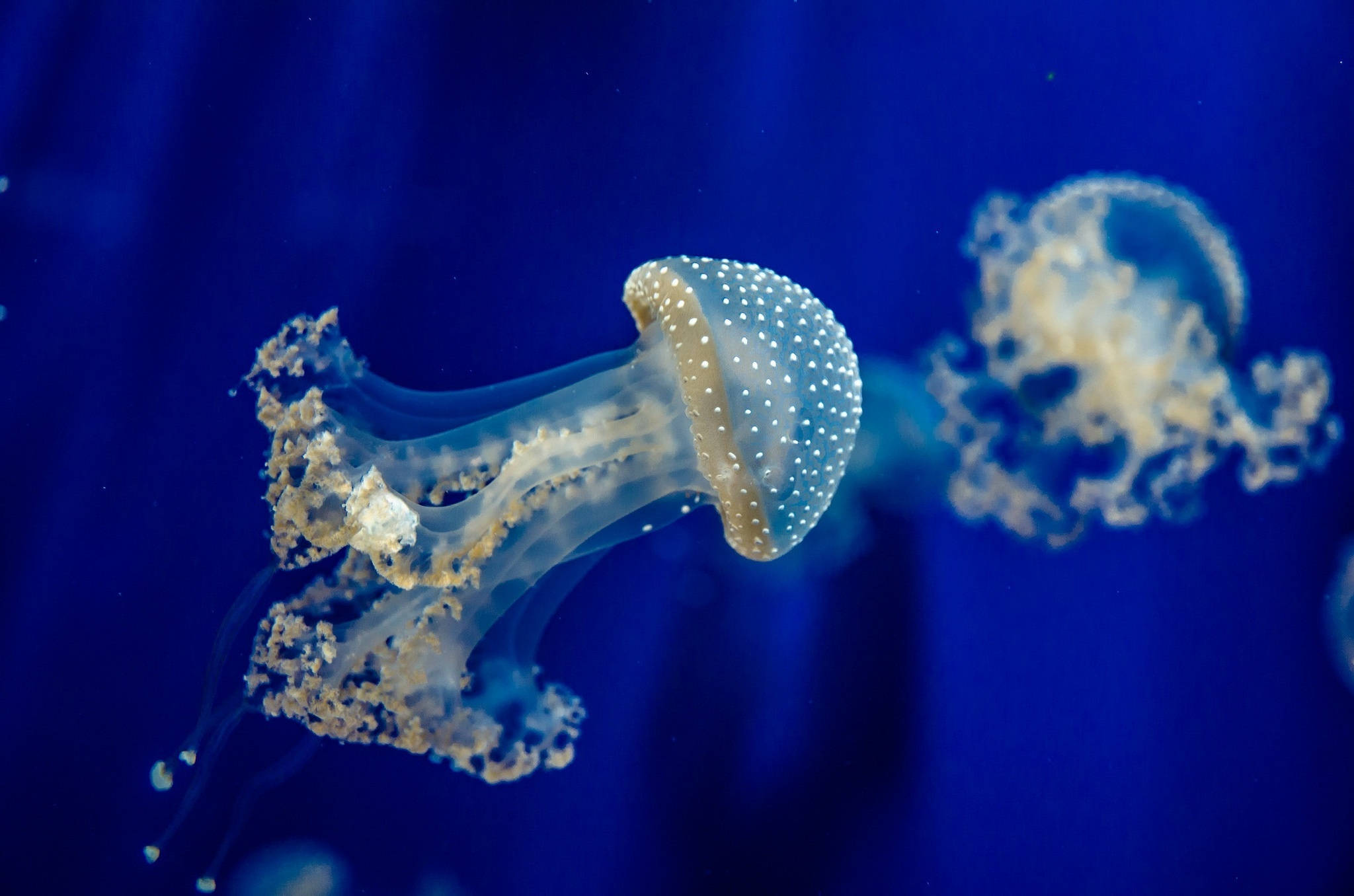brown spotted jellyfish, blue underwater, translucent jellyfish, Full HD Desktop Wallpaper