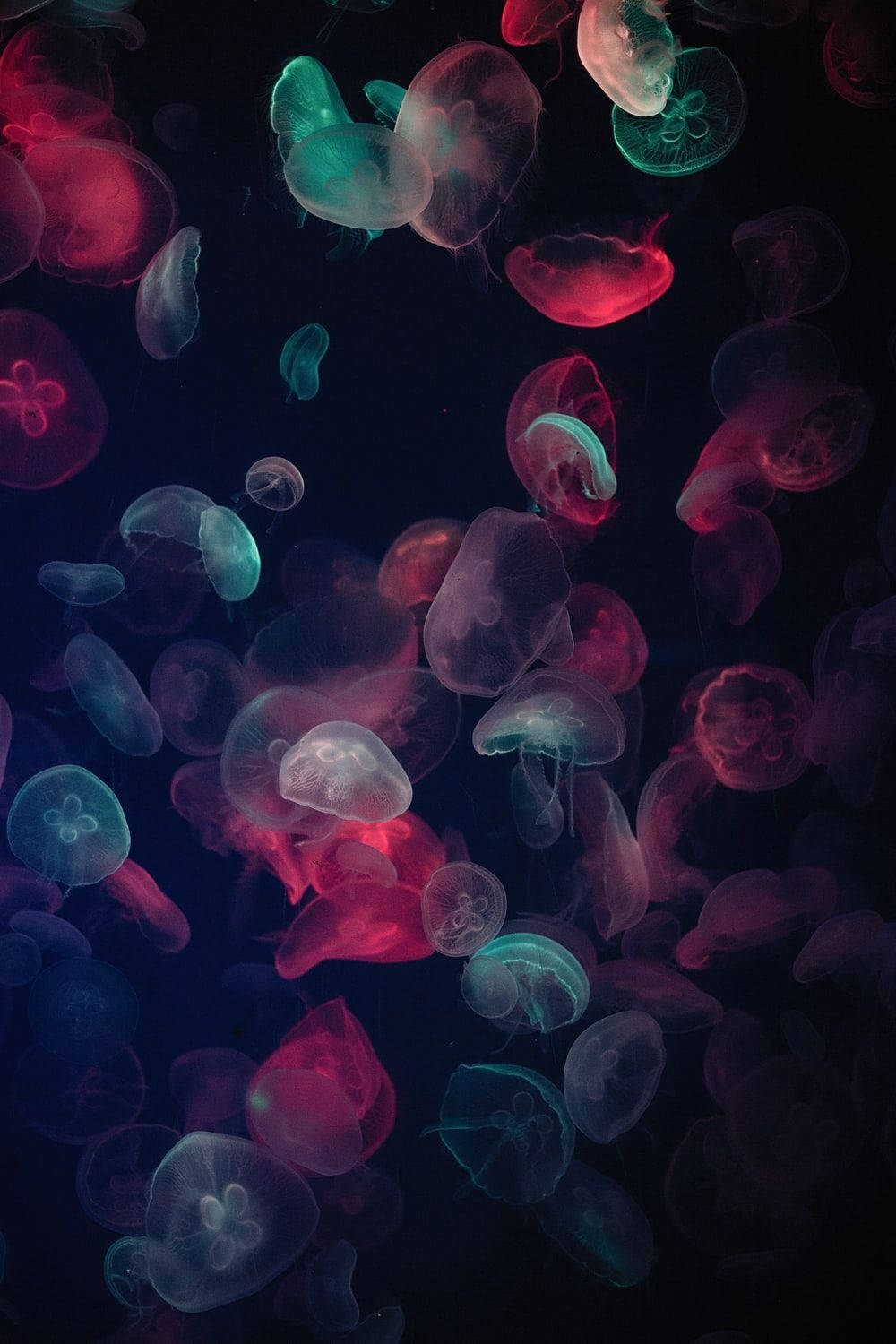 vibrant jellyfish, glowing pink, teal, HD Phone Wallpaper