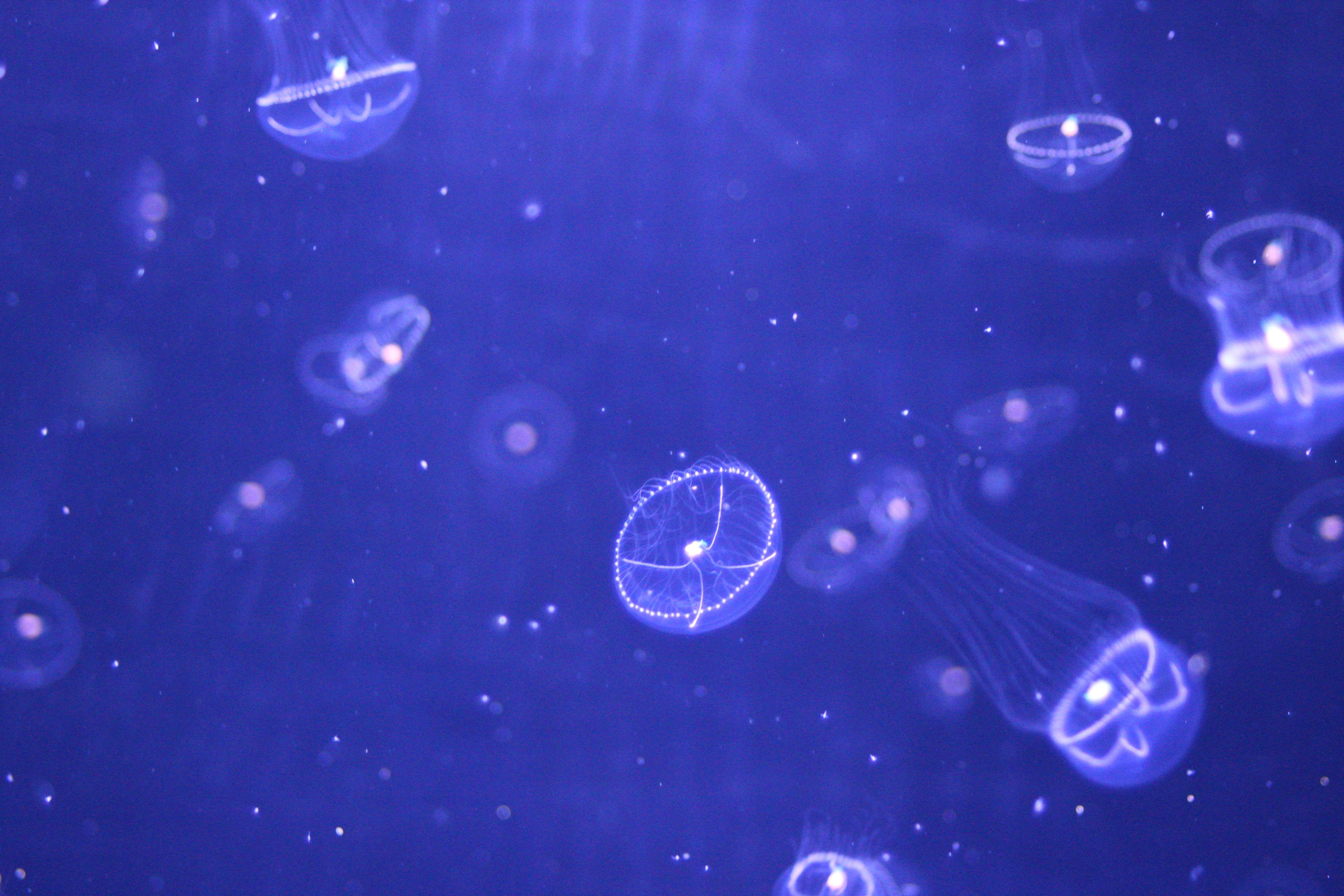 small purple jellyfish, glowing translucent, deep blue water, 5K Desktop Wallpaper