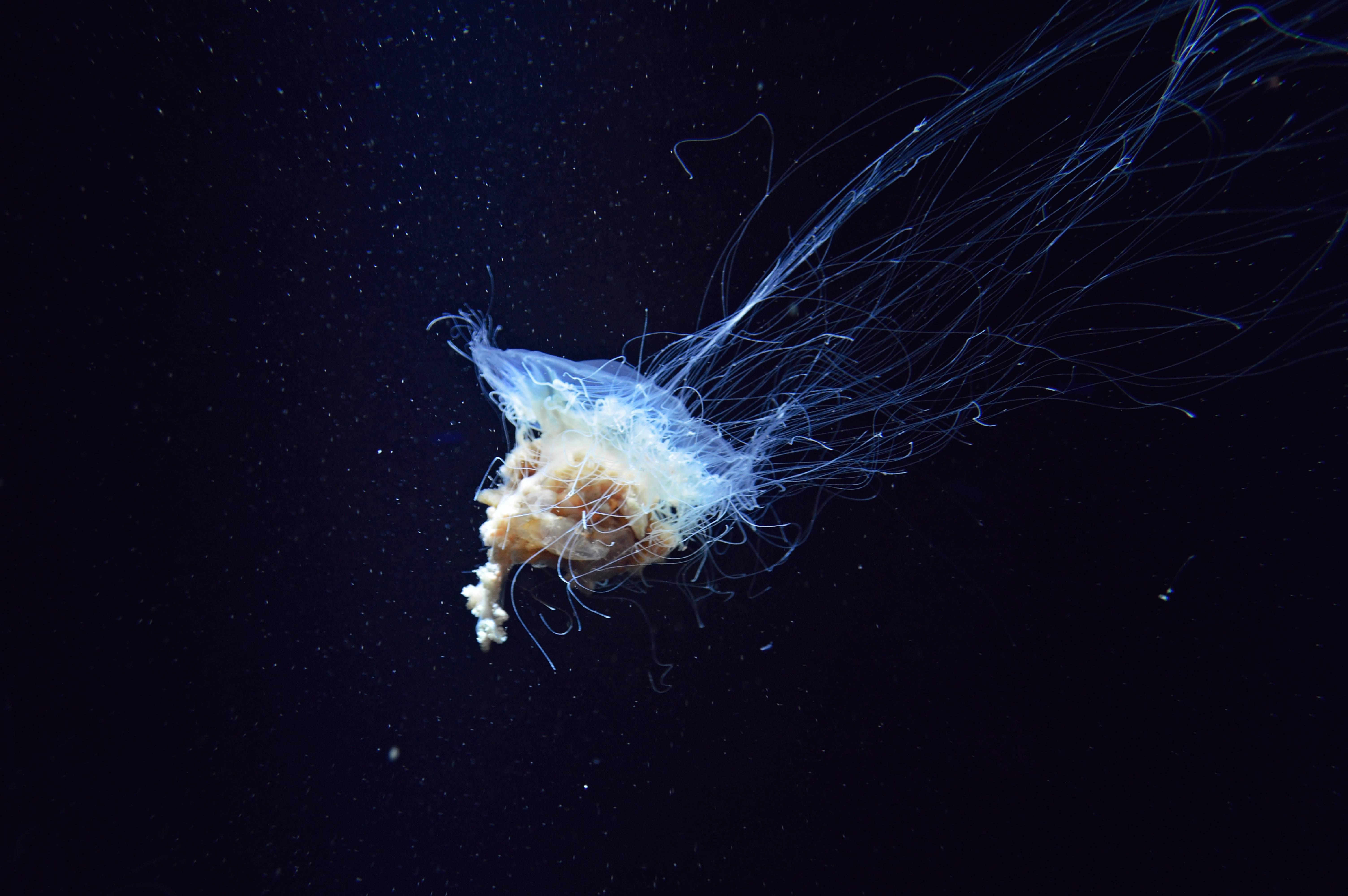 blue jellyfish, brown jellyfish, translucent jellyfish, 5K Desktop Wallpaper