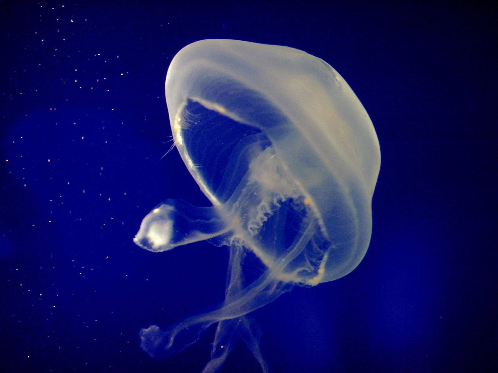 dark yellow jellyfish, translucent jellyfish, deep blue ocean, HD Desktop Wallpaper
