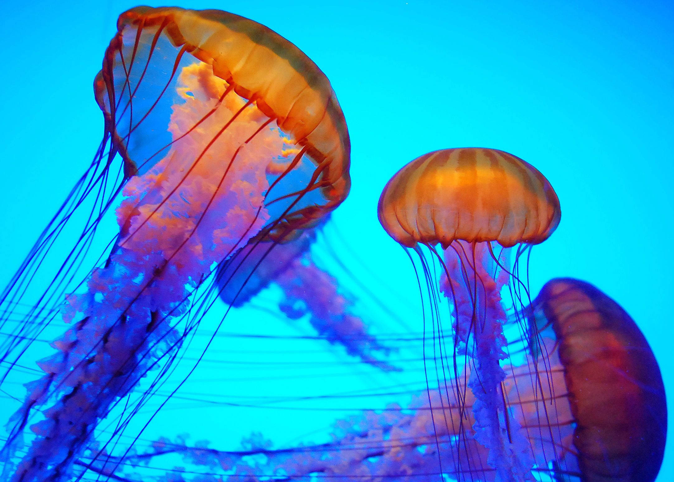 fascinating orange jellyfish, glowing orange jellyfish, long trailing tentacles, Full HD Desktop Wallpaper