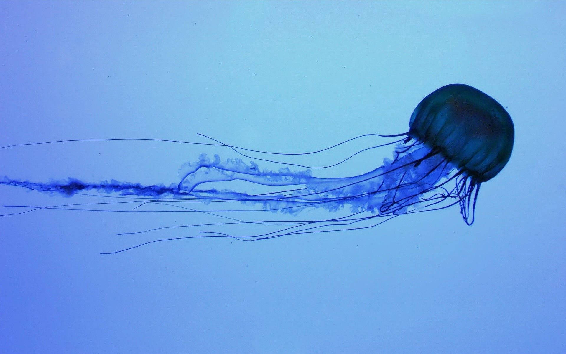 dark blue jellyfish, translucent blue jellyfish, calm ocean waters, Full HD Desktop Wallpaper
