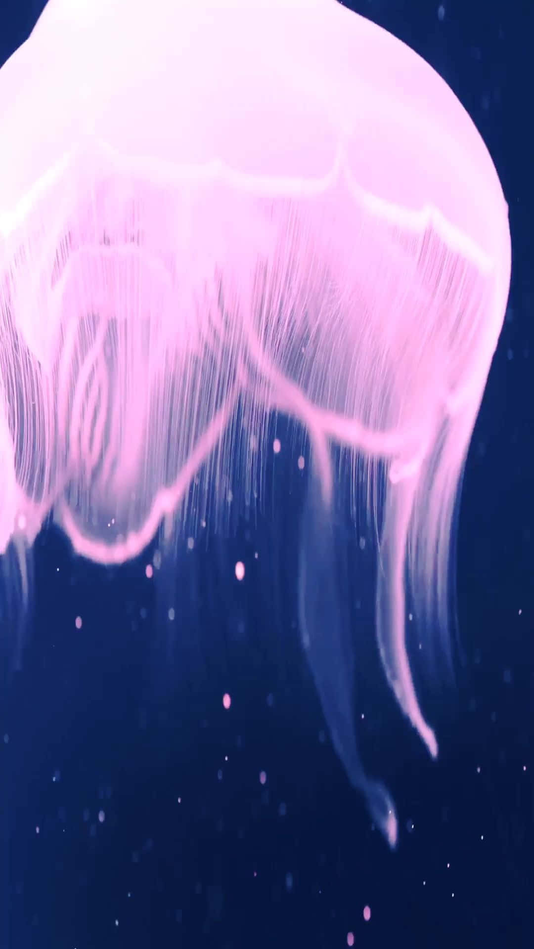iPhone 7 Plus, Bright Pink Jellyfish, glowing pink jellyfish, Full HD Phone Wallpaper